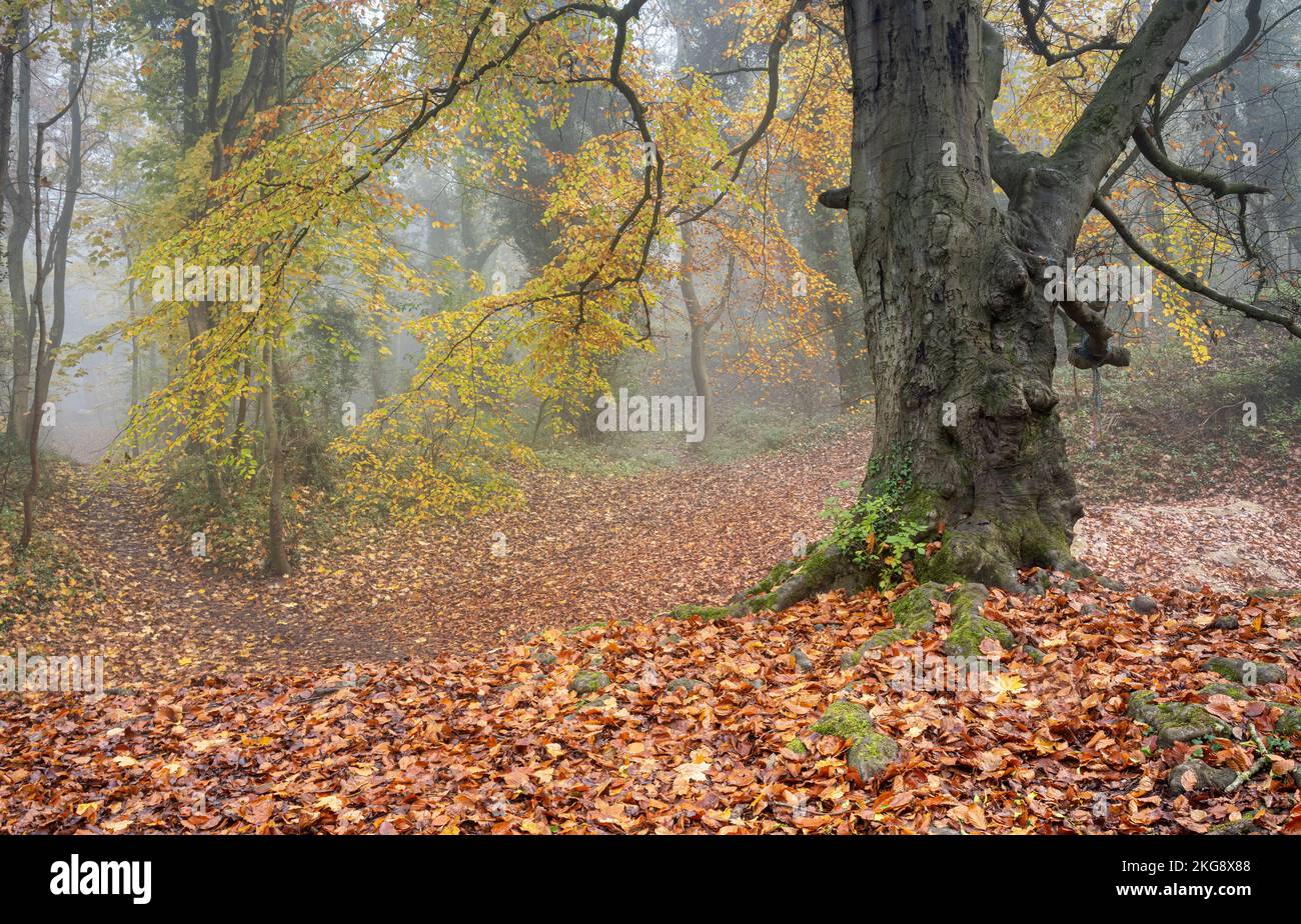 Feuilles d'automne à Castle Woods, Pickering Banque D'Images