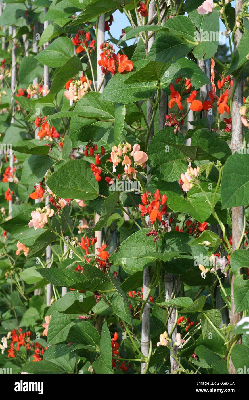 Gros plan sur la culture des haricots blancs ou des haricots en forme de mât. Fleurs rouges. Banque D'Images