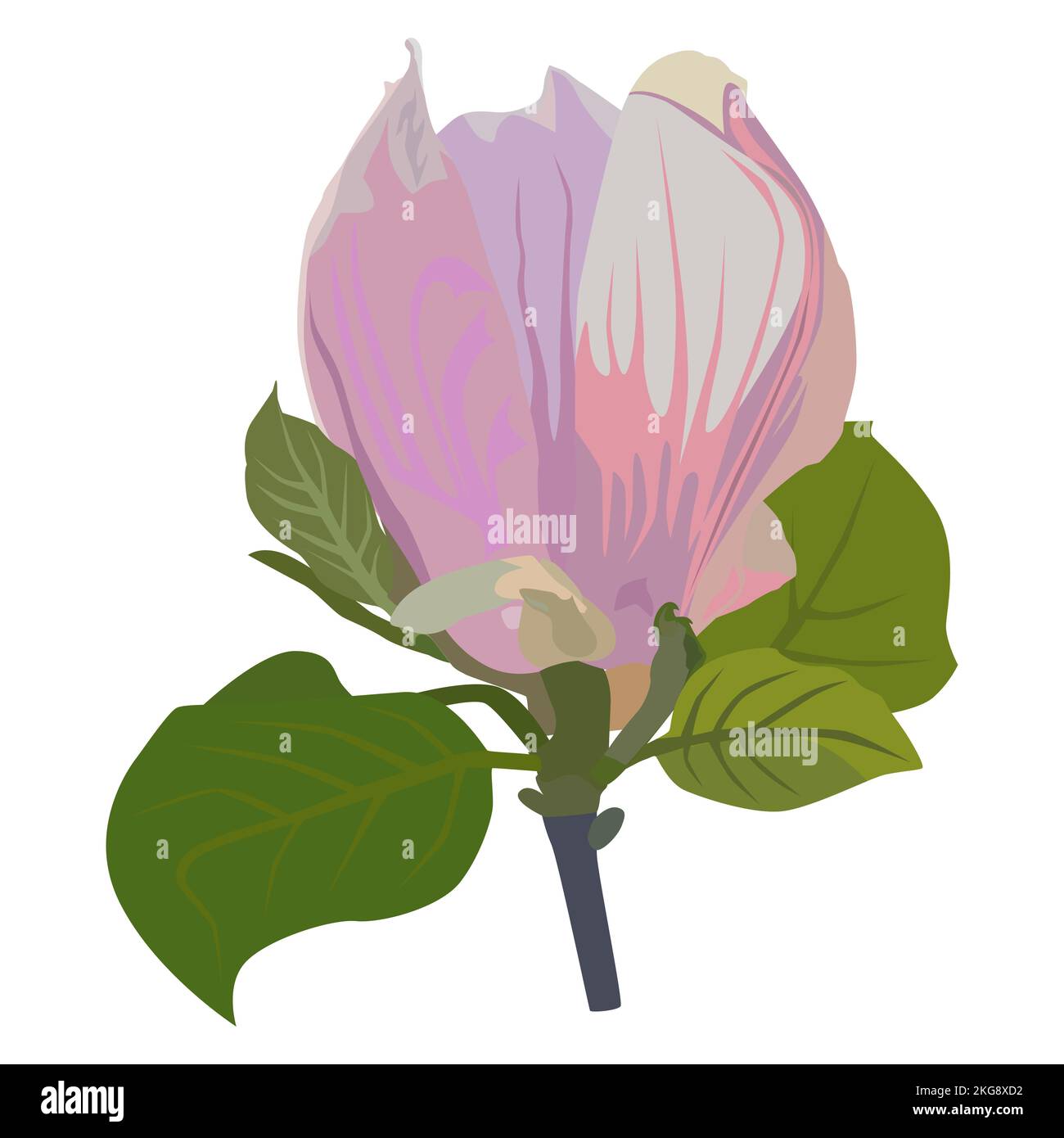 Belle fleur de magnolia. Fleur de printemps magnolia, vecteur Illustration Illustration de Vecteur