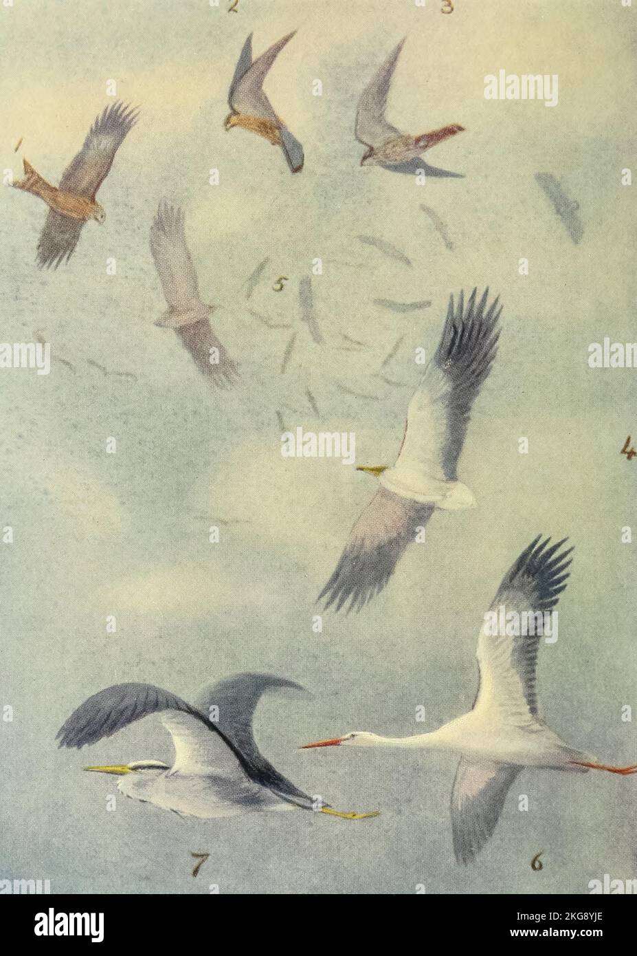 Oiseaux en milieu d'air peint et décrit par Charles Whymper dans le livre ' oiseaux égyptiens ' pour la plupart vu dans la vallée du Nil Date de publication 1909 Éditeur Londres, A. et C. Black Banque D'Images