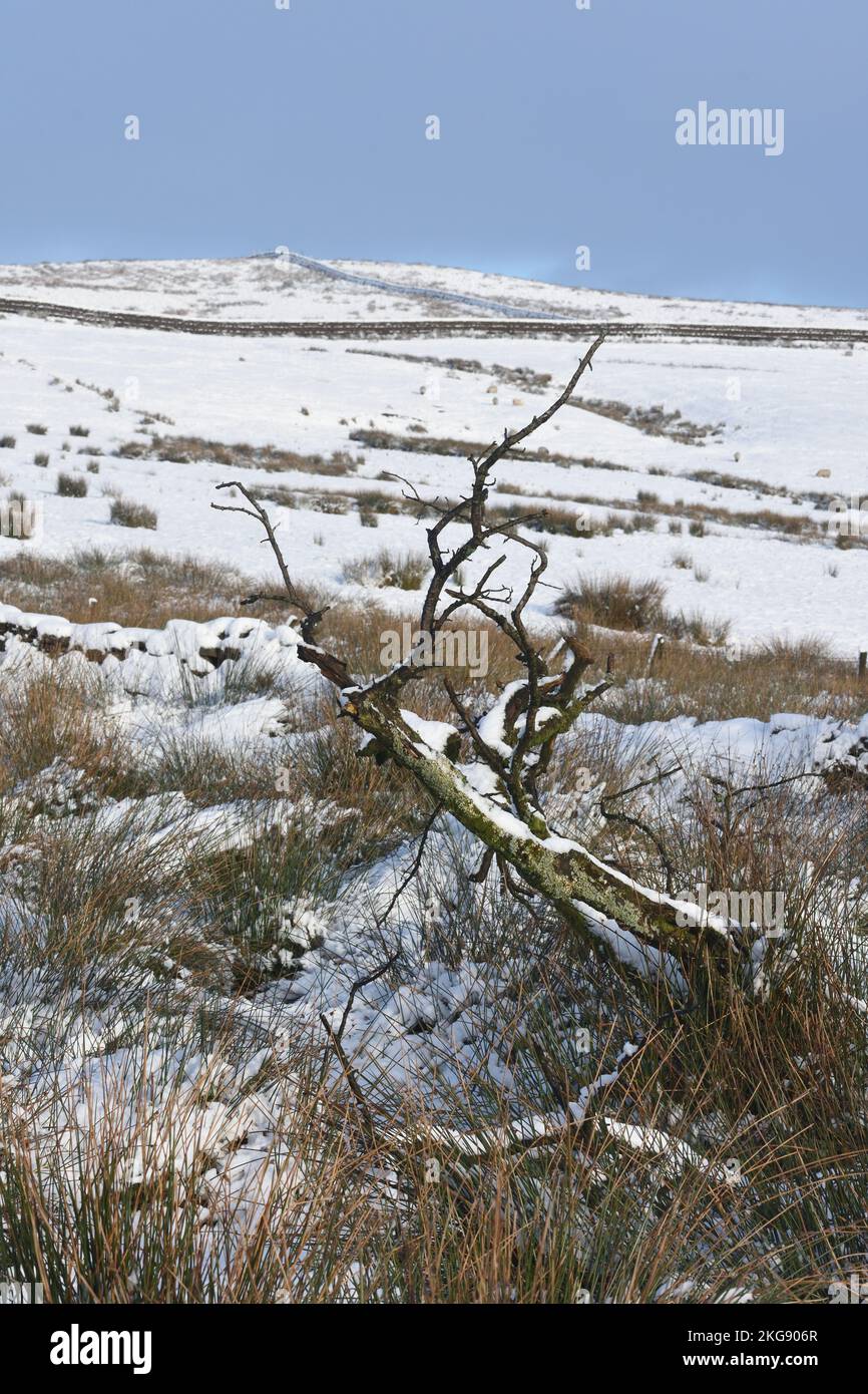 Arbre mort dans le paysage de landes enneigées avec fond de champs et murs de pierre sèche menant au ciel d'hiver. Banque D'Images