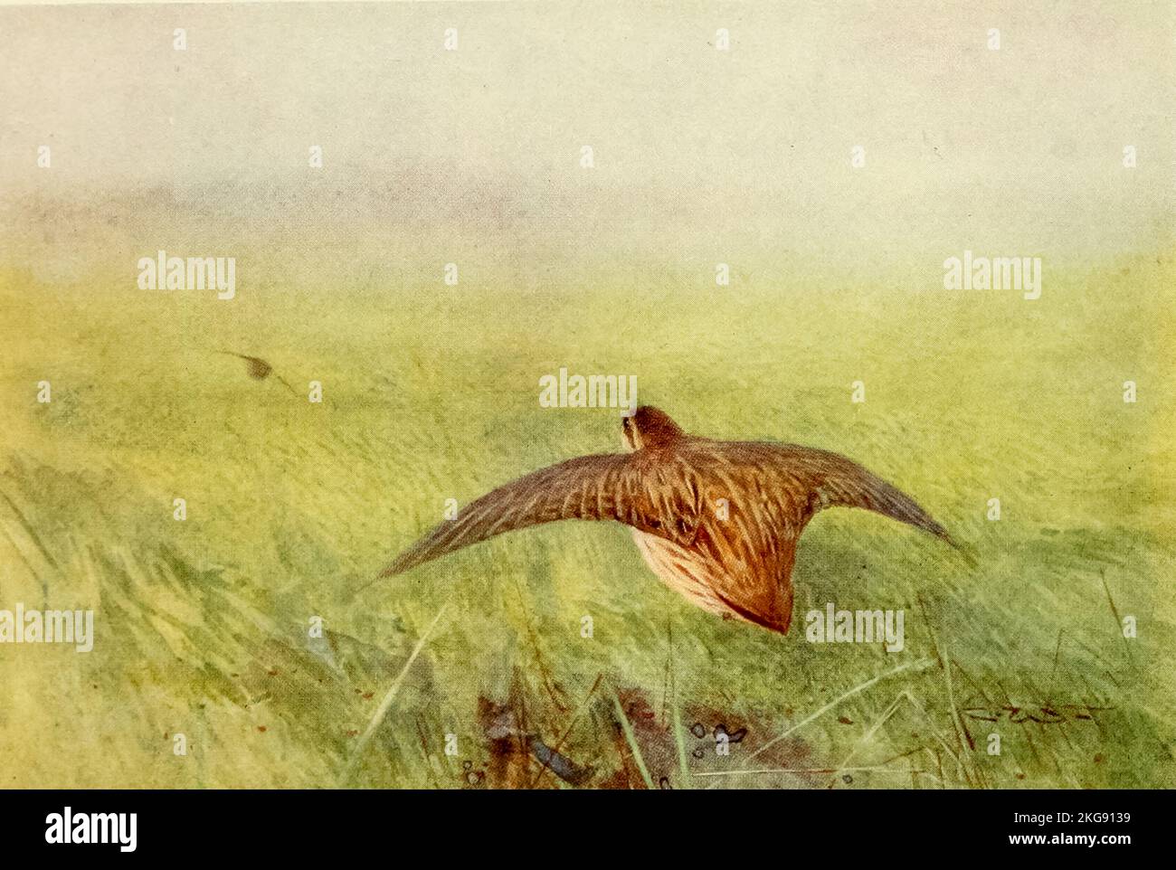 Caille volant sur le maïs en croissance peint et décrit par Charles Whymper dans le livre ' Egyptian Birds ' pour la plupart vu dans la vallée du Nil Date de publication 1909 Éditeur Londres, A. et C. Black Banque D'Images