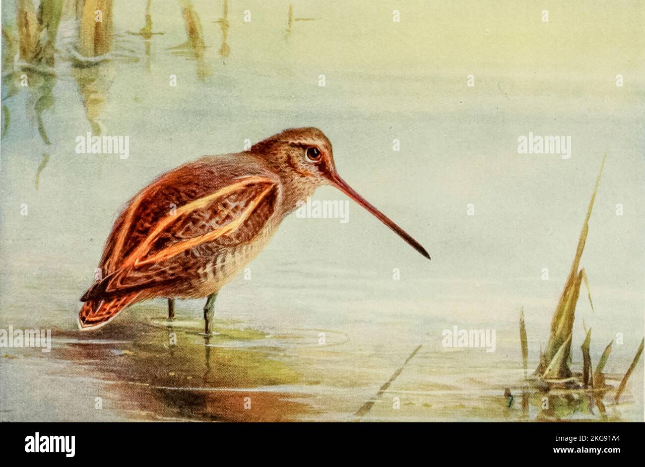 La snipe commune (Gallinago gallinago) est un petit wader stocky natif de l'ancien monde. Peint et décrit par Charles Whymper du livre ' Egyptian Birds ' pour la plupart vu dans la vallée du Nil Date de publication 1909 Éditeur Londres, A. et C. Black Banque D'Images