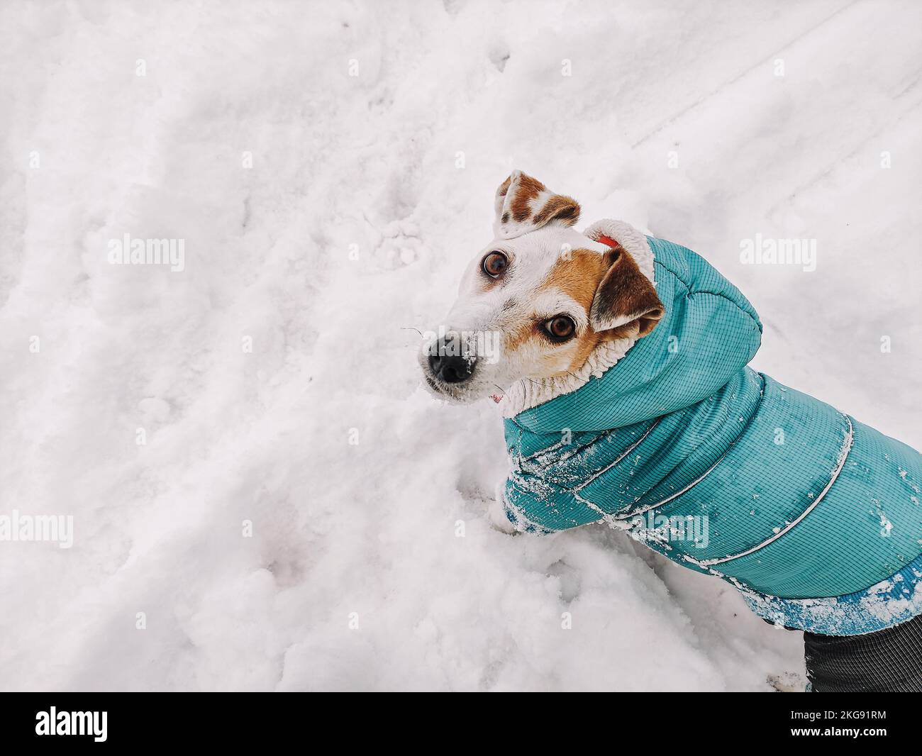 Chien Jack Russell en vetements d hiver lors d une promenade dans les derives en hiver style de vie espace de copie Photo Stock Alamy