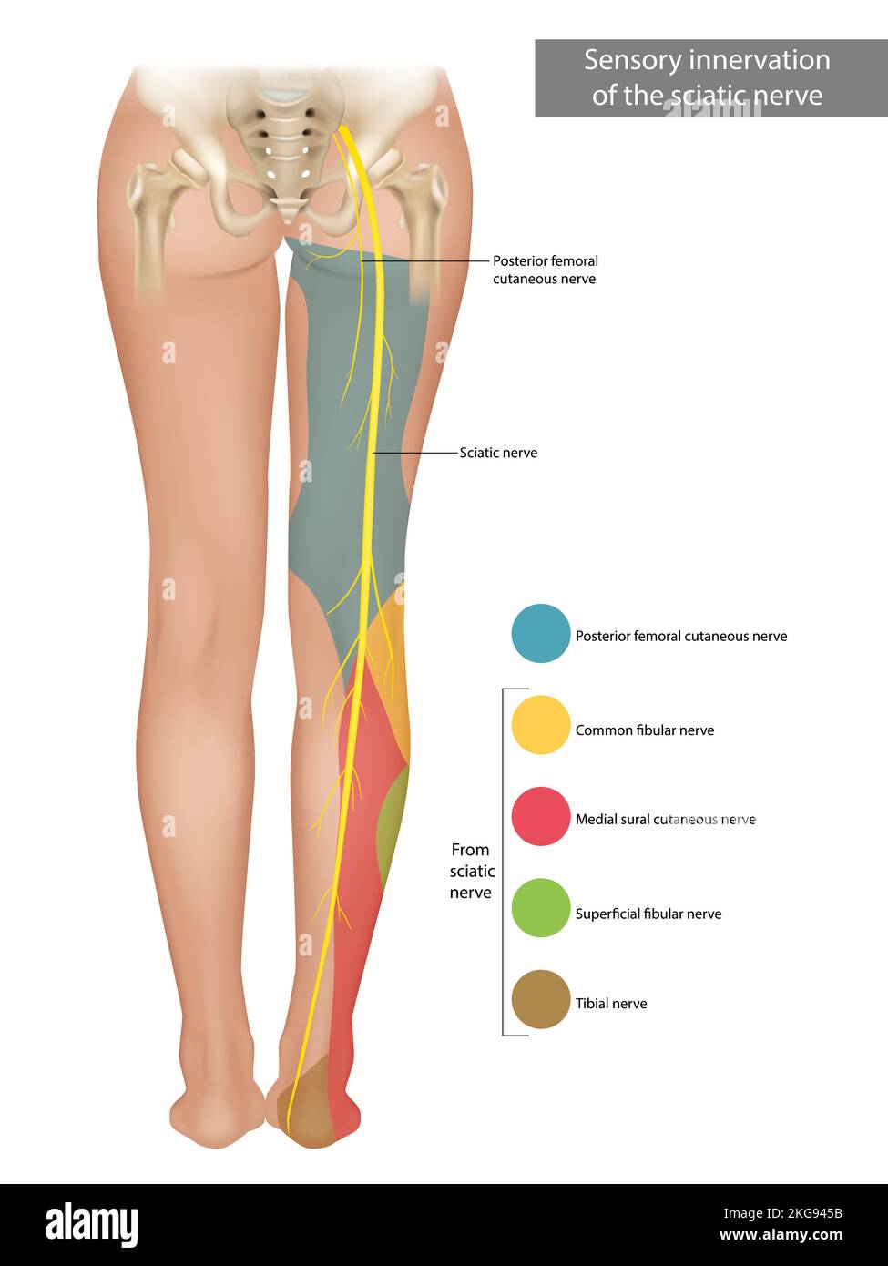 Le nerf sciatique. Innervation sensorielle du nerf sciatique. Sciatique