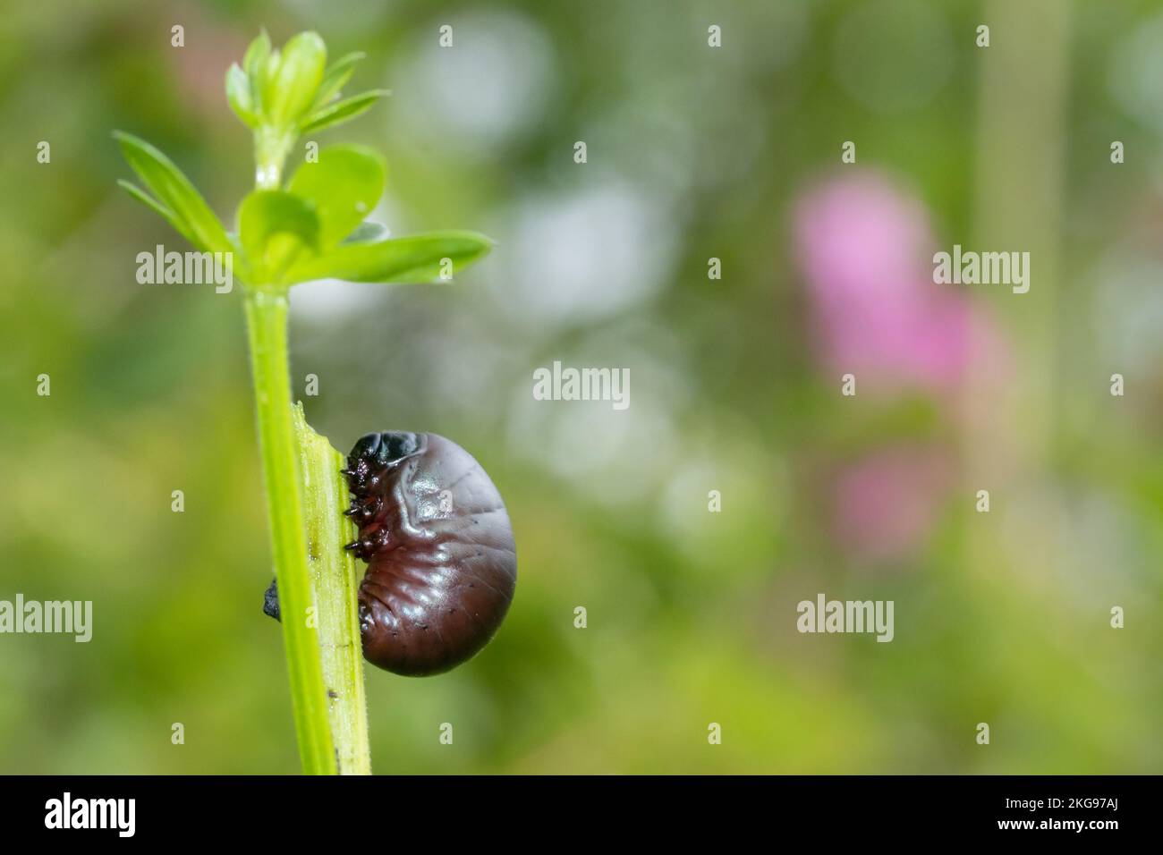 La larve de coléoptère à nez sanglant (Galium mollugo) mangeant de la paille de lit. West Sussex, Royaume-Uni. Banque D'Images