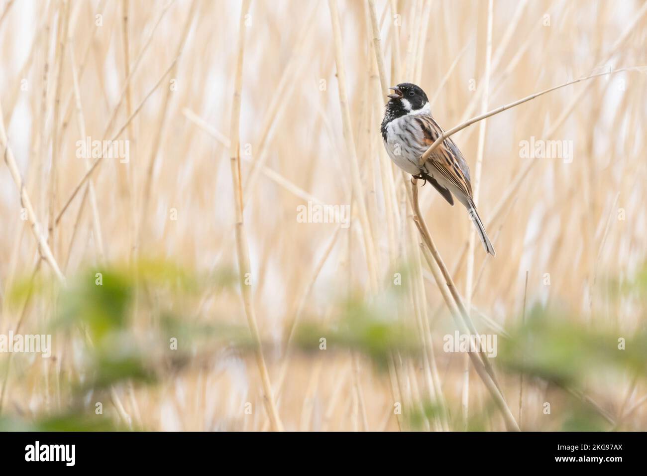 Reed Bunting (Emberiza schoeniclus) mâle. West Sussex, Royaume-Uni. Banque D'Images