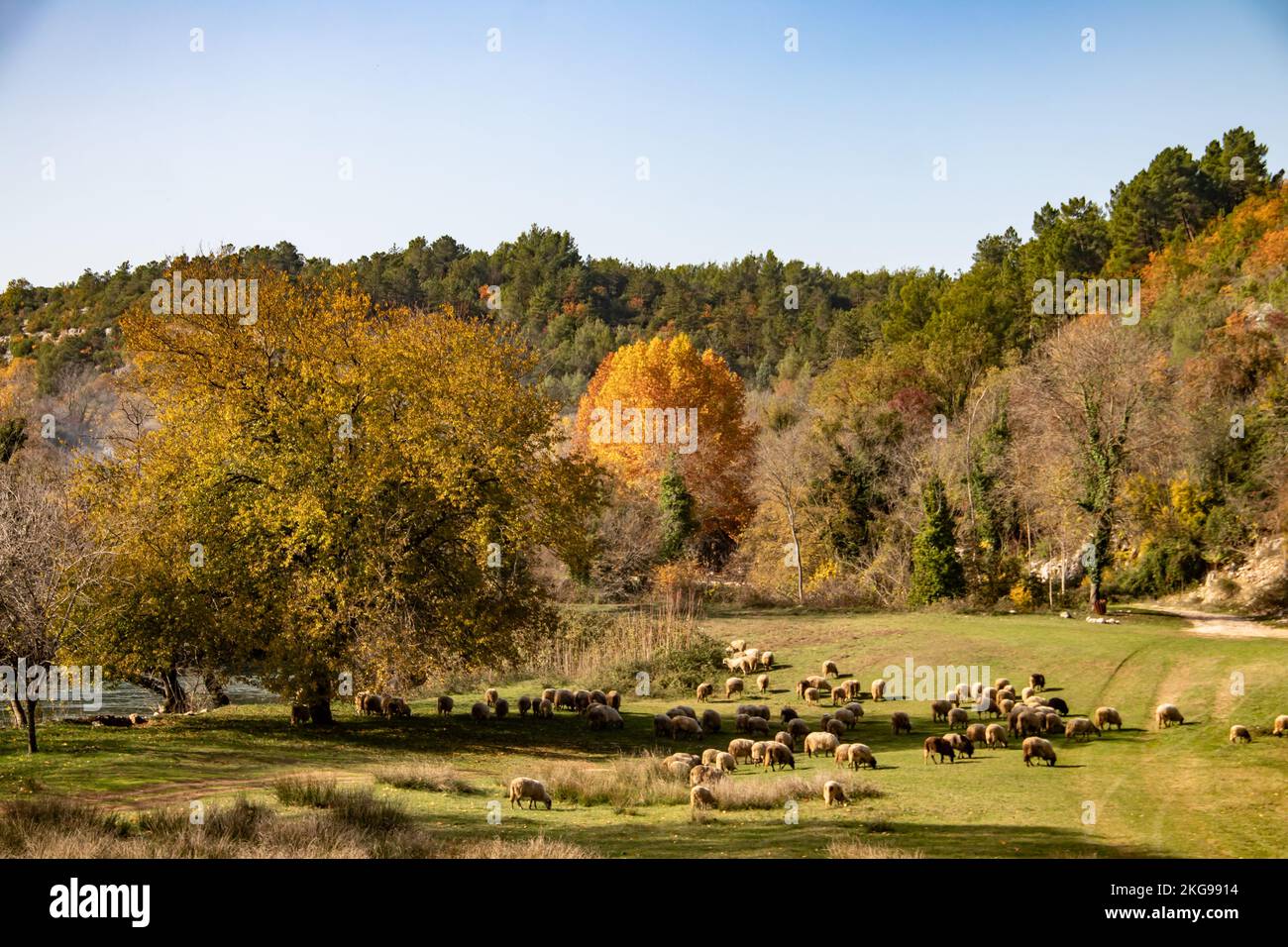 un troupeau de moutons paître sur une glade verte au bord de la rivière et une petite forêt à la campagne Banque D'Images