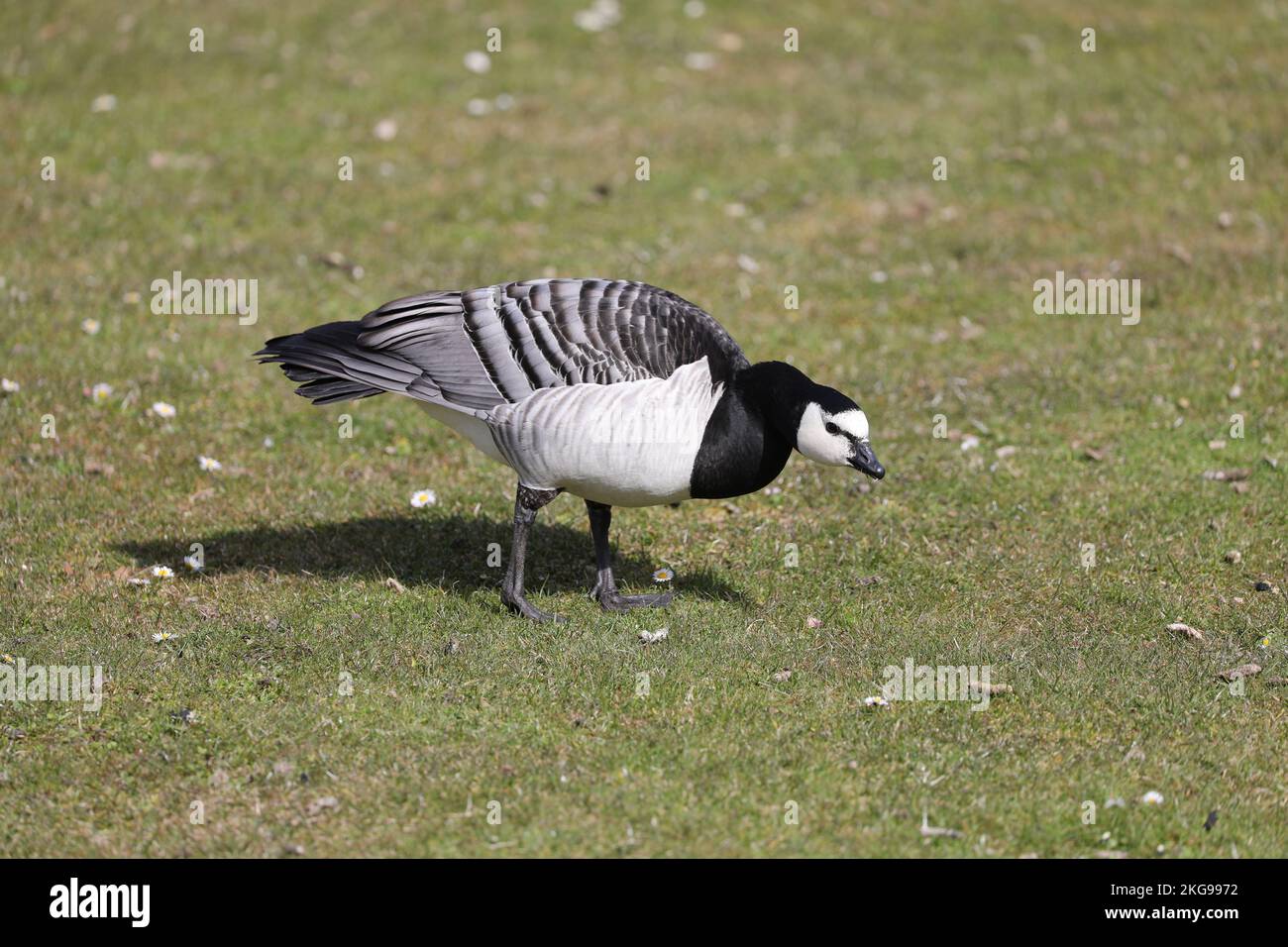 Barnacle Goose, Branta leucopsis, Malmö, Suède Banque D'Images