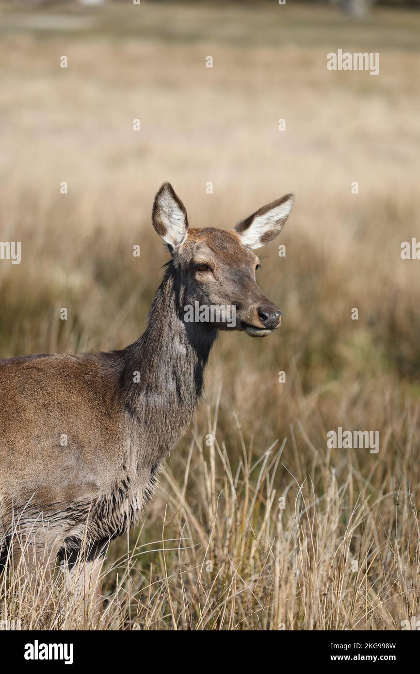 Cerf rouge, Cervus elaphus, famille Cervidae, Dyrehaven, Esbjerg, Danemark Banque D'Images