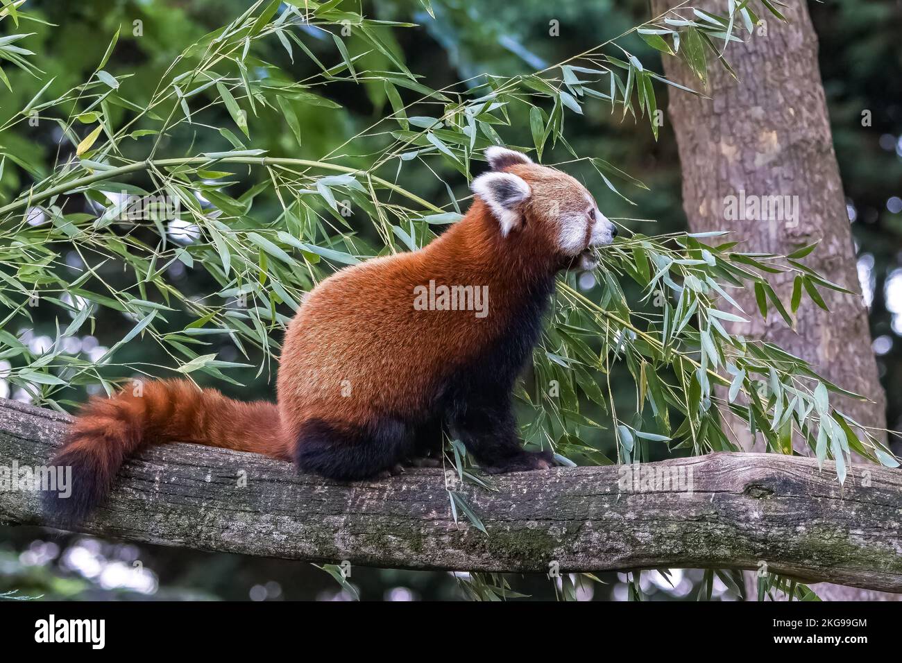 Un panda rouge, Ailurus fulgens, manger du bambou Banque D'Images