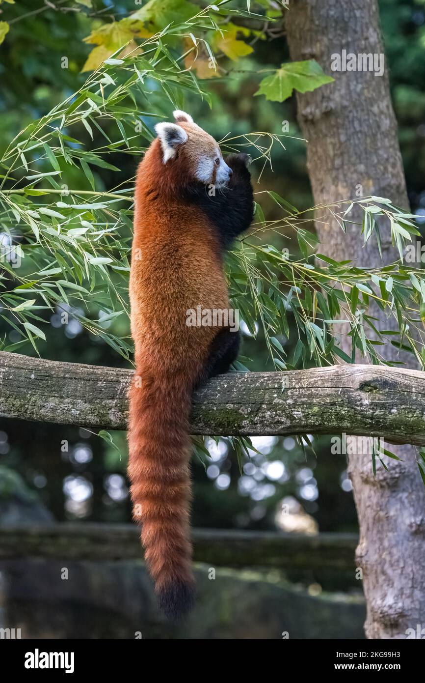 Un panda rouge, Ailurus fulgens, manger du bambou Banque D'Images