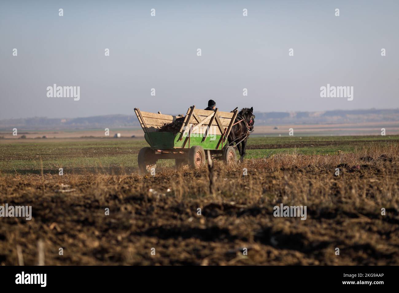 Ialomita, Roumanie - 19 novembre 2022 : un fermier roumain conduit son cheval et sa charrette à travers un champ pendant une journée d'automne ensoleillée. Banque D'Images