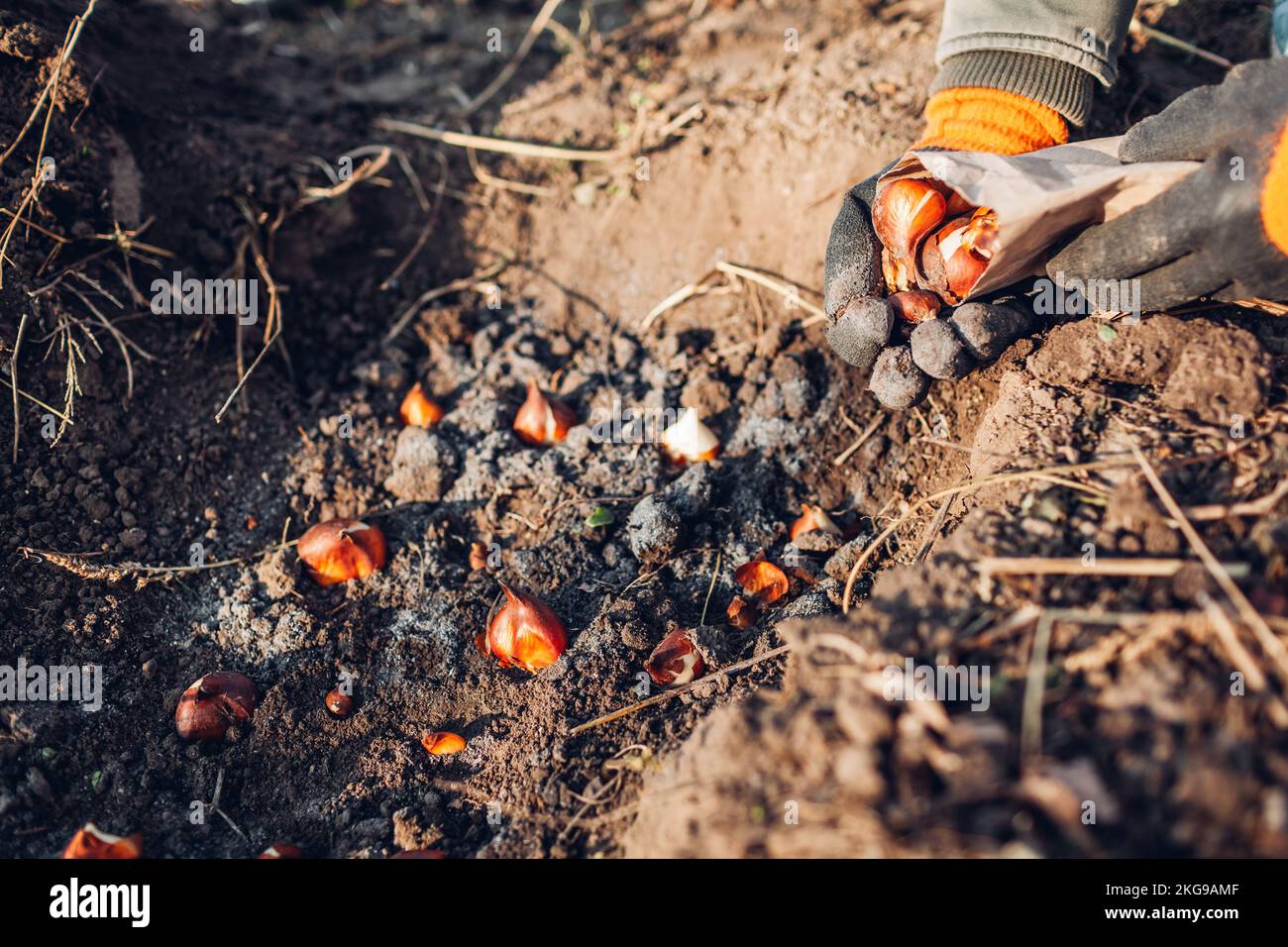 Les bulbes de tulipes tombent planter. Le jardinier prend les ampoules hors du sac en papier et les met dans le sol avec des cendres. Travaux de jardinage d'automne Banque D'Images