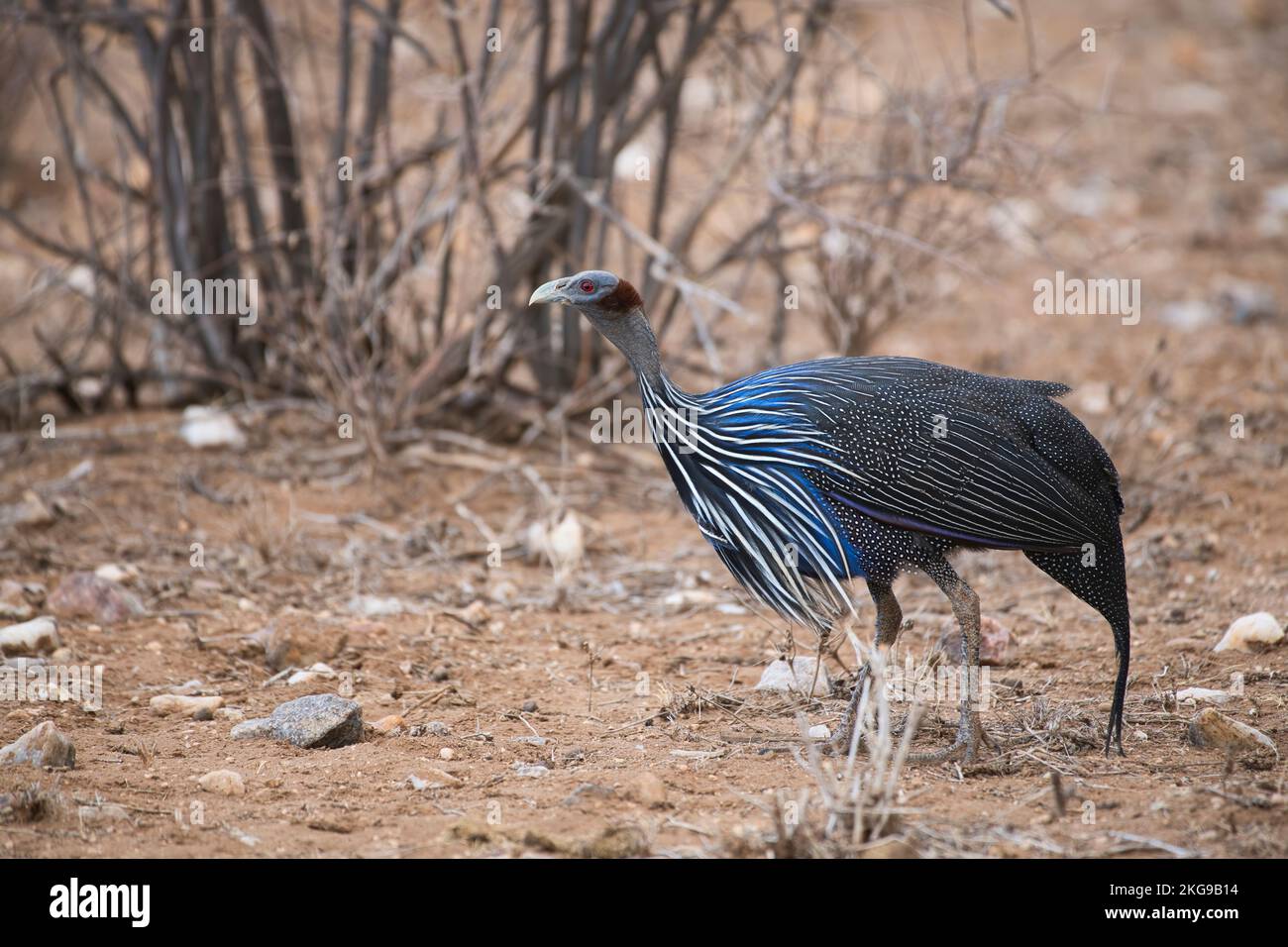 Le guineafhid de Vulturine (acrylium vulturinum), un guineafhid de pays aride et semi-aride de brousse Banque D'Images