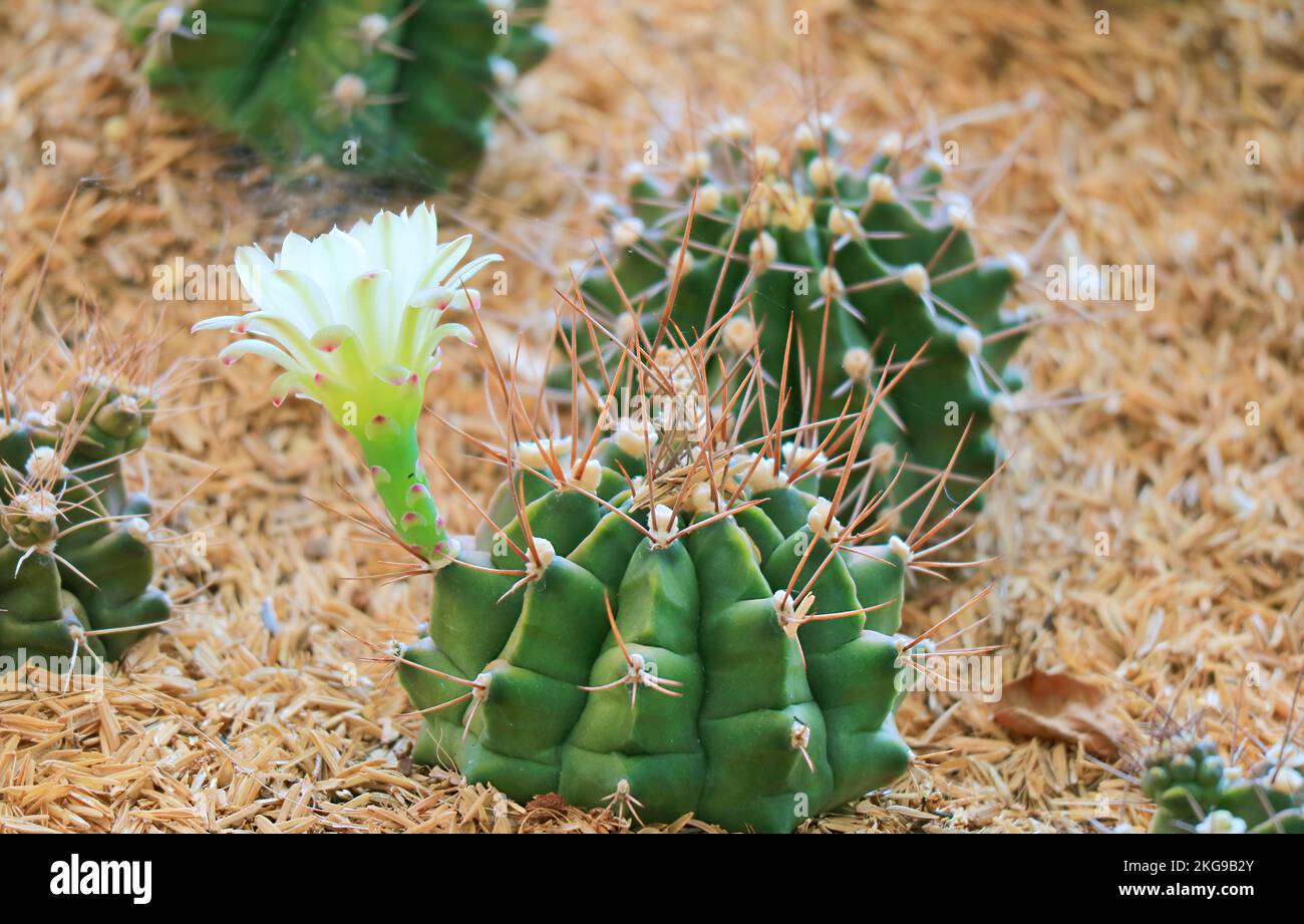 Chin Cactus ou Gymnocalycium étonnant avec une fleur en pleine croissance dans le jardin Banque D'Images