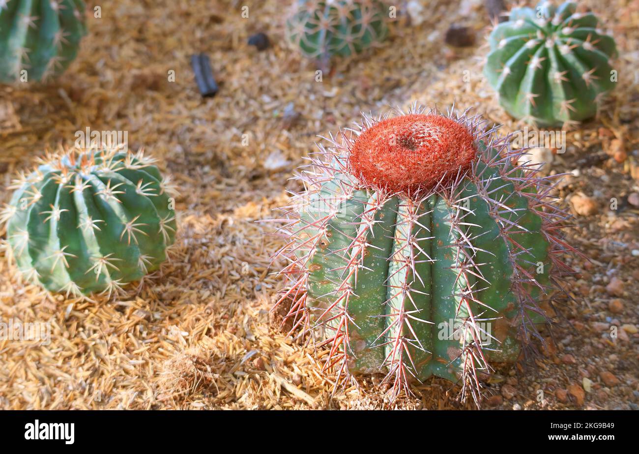 Gros plan d'un étonnant cactus de Cap de Turk ou Melocactus poussant au soleil Banque D'Images