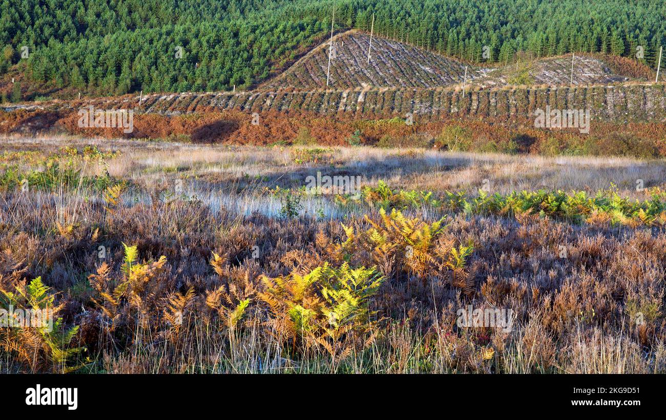 Forêt de pins en pleine maturation dans la vallée en automne Cannock Chase Area of Outstanding Natural Beauty Staffordshire Banque D'Images