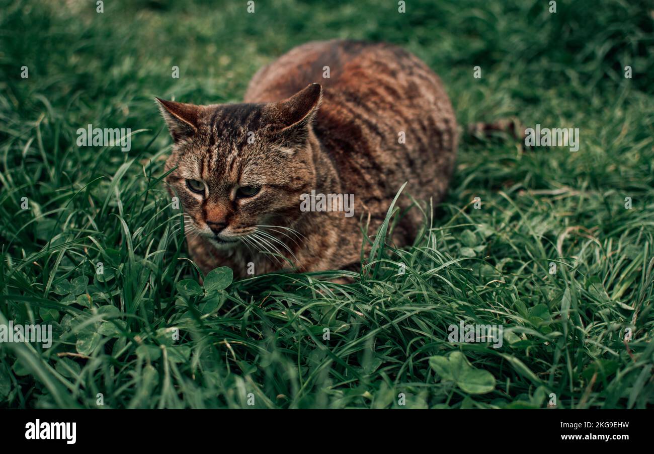 Un gros plan d'un chat triste tabby couché sur l'herbe et regardant vers l'avant Banque D'Images