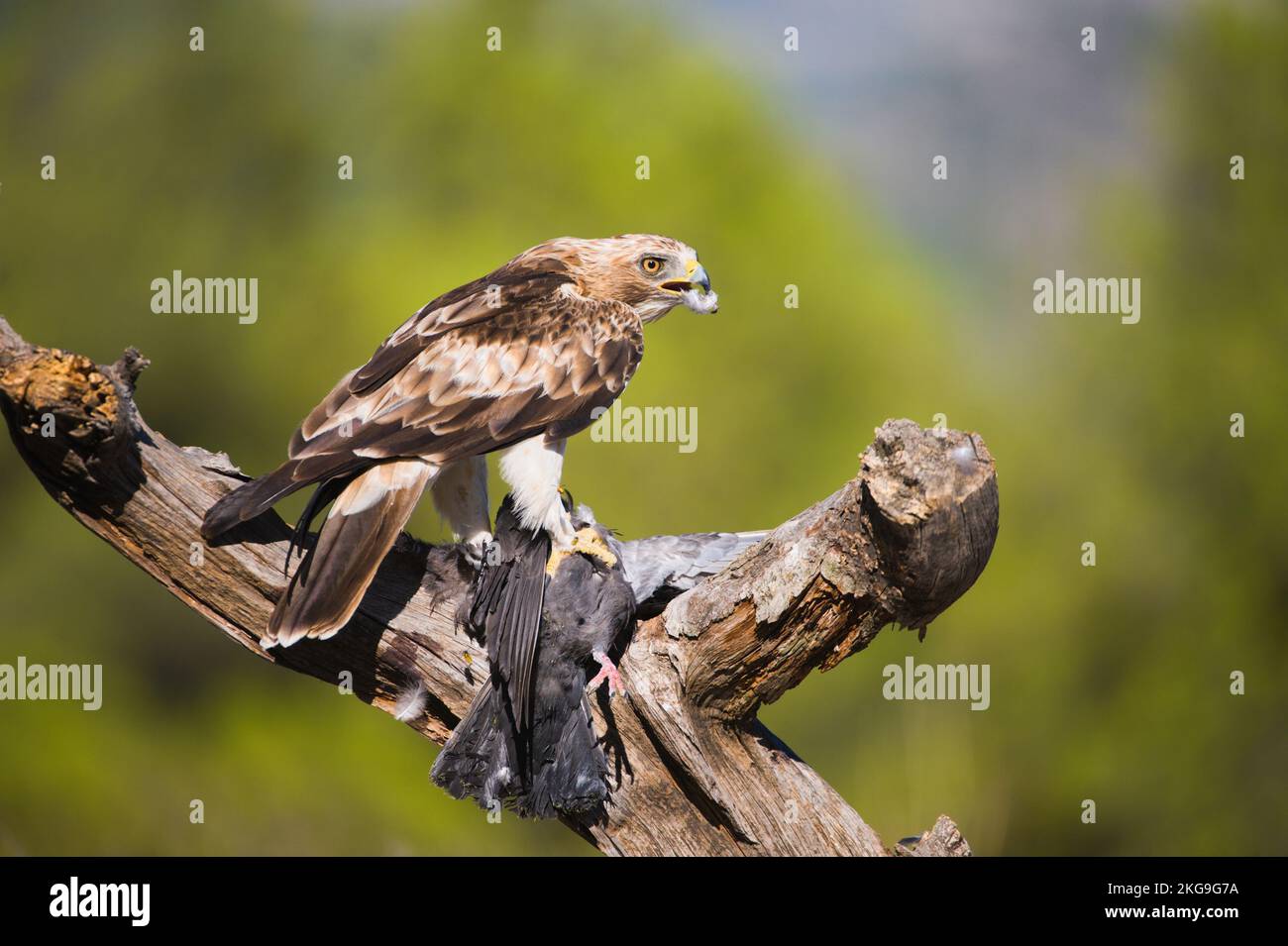 Aguila calzada alimentandose con una paloma Banque D'Images