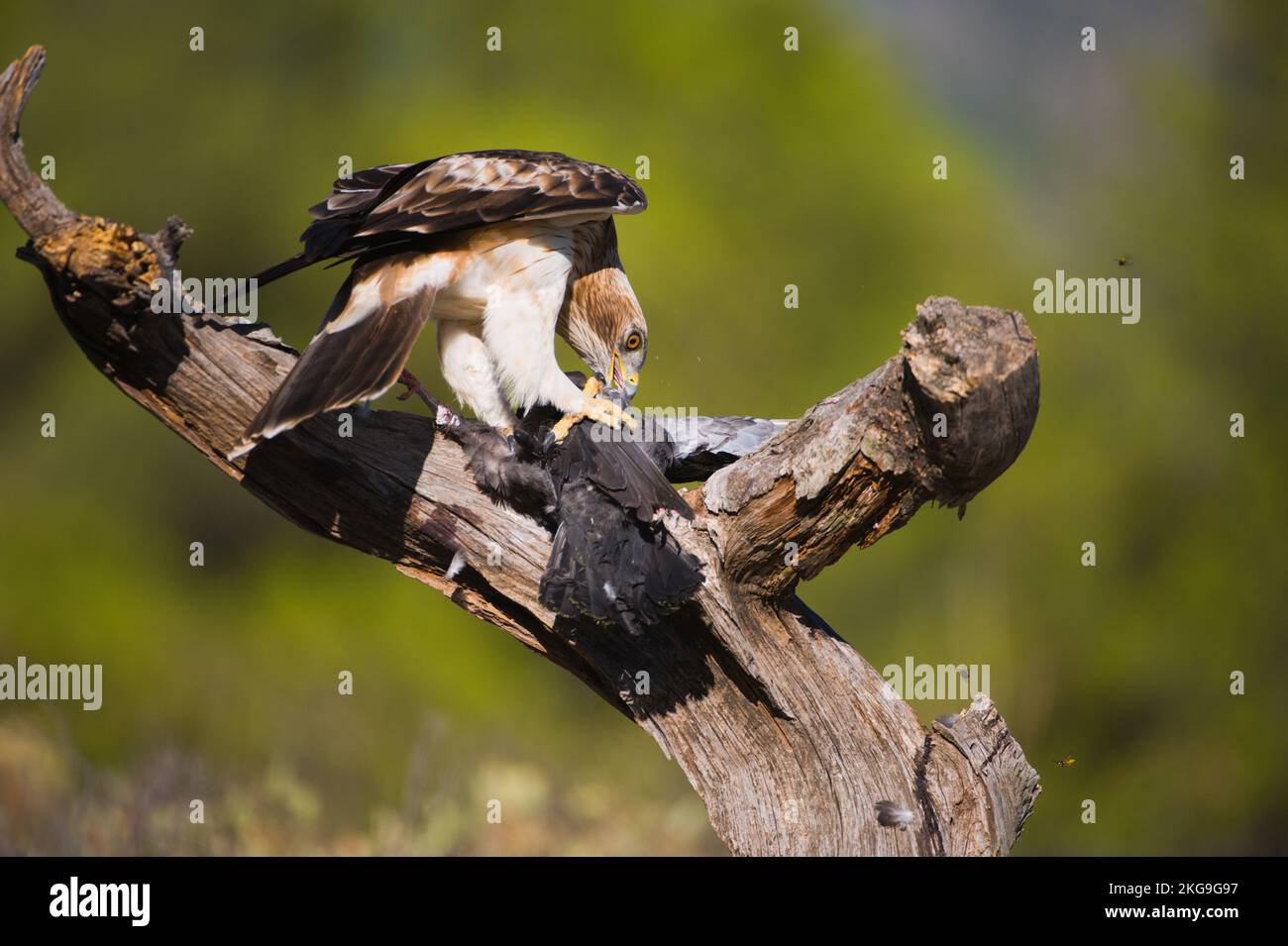 Aguila calzada alimentandose con una paloma Banque D'Images