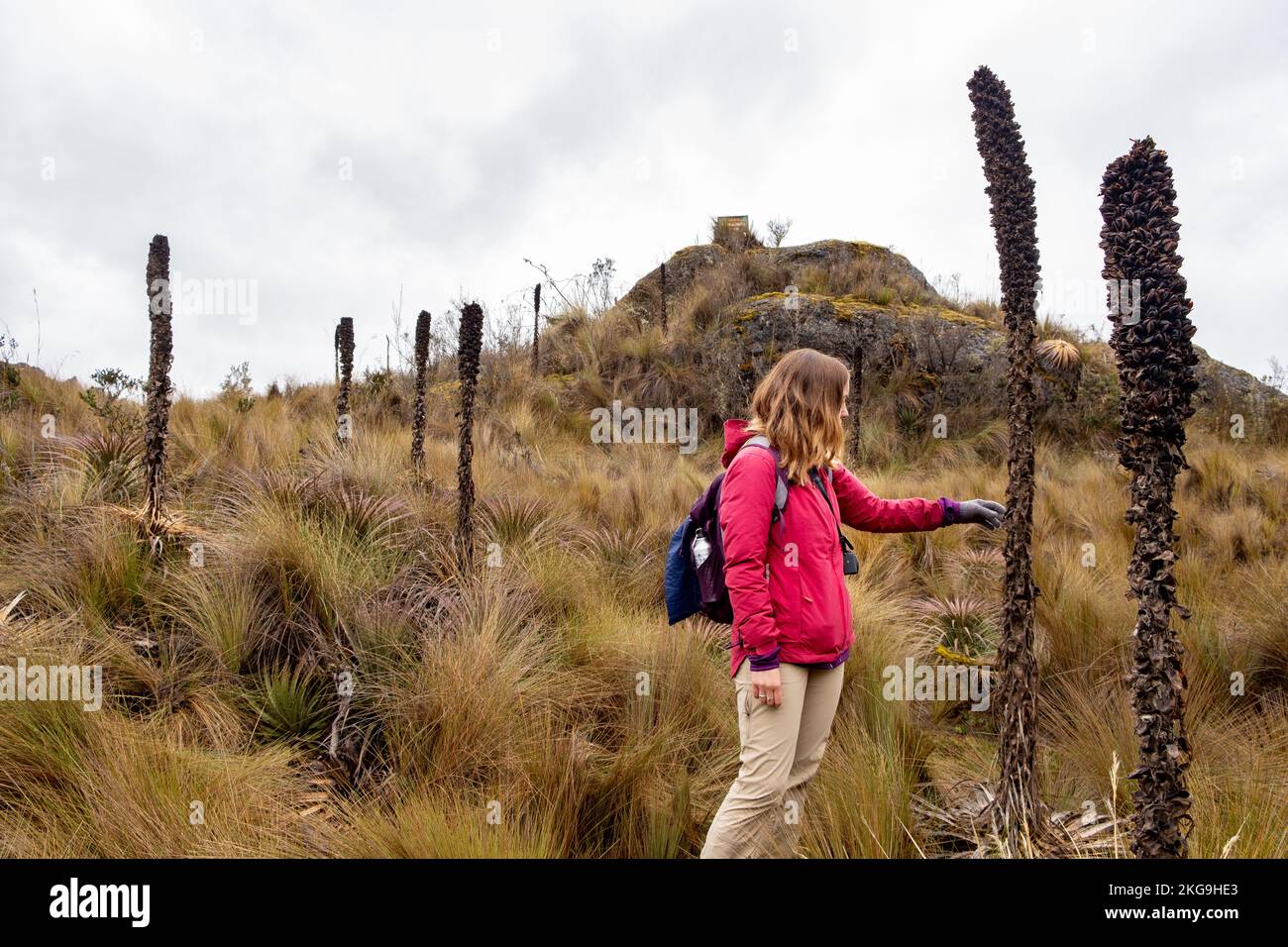 Une femme observant et touchant une grande et longue plante exotique dans le parc national de cajas dans les hautes terres de l'Equateur, les Andes tropicales. Banque D'Images