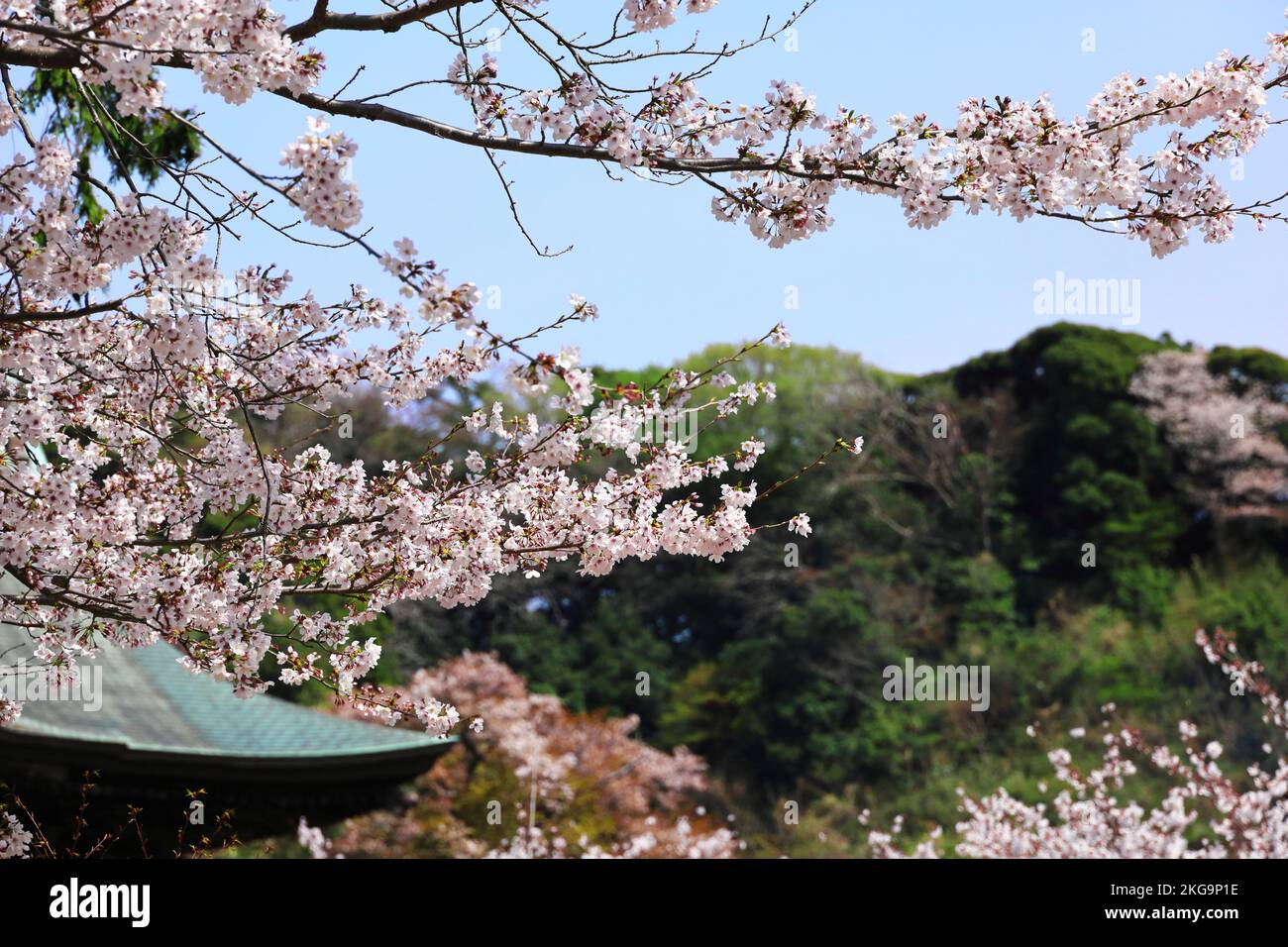 Paysages de Kamakura, fleurs de cerisiers japonais, petites montagnes de Kamakura et les avant--toits d'un temple Banque D'Images