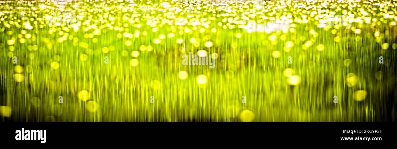 Arrière-plan rayé vert, réfléchi dans l'eau Banque D'Images