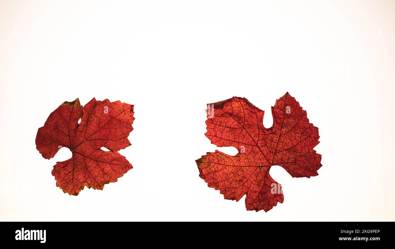 Feuilles rouges vierges Banque D'Images