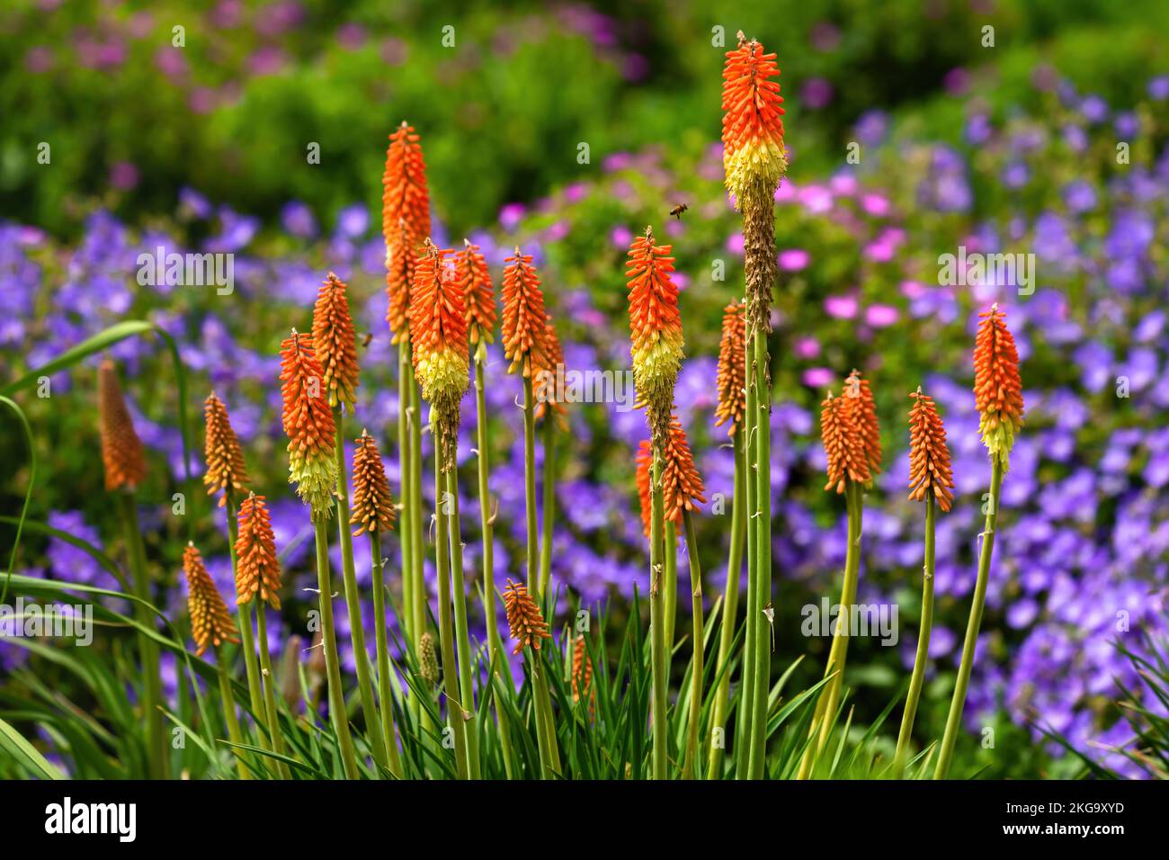 Les plantes de poker Red Hot se démarquent magnifiquement dans un jardin coloré plein de fleurs florales. Banque D'Images