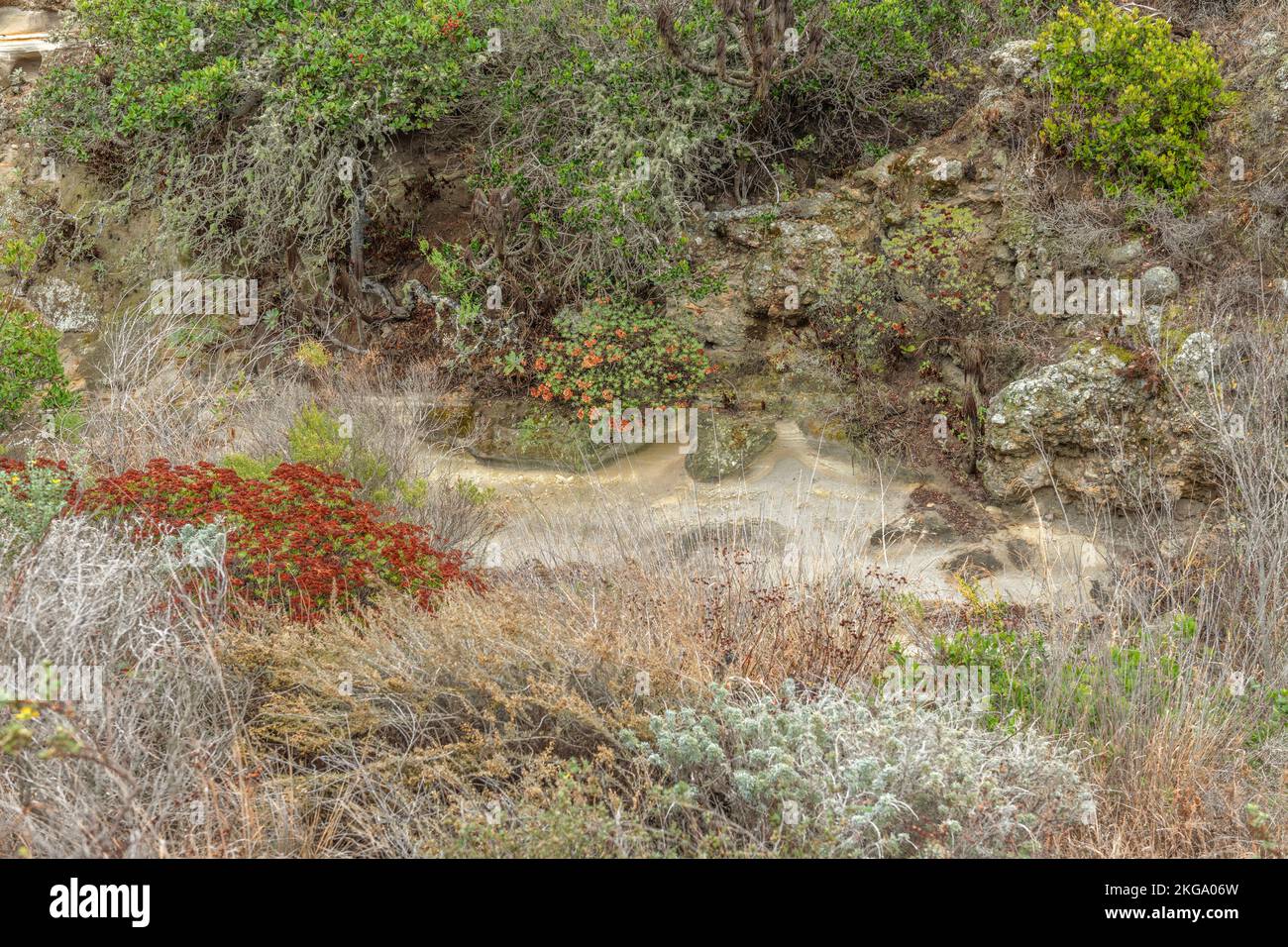 Un lit de rivière sec dans un ravin sur l'île Santa Rosa en Californie montre la beauté de l'île si on choisit d'y accéder et de faire la randonnée. Banque D'Images