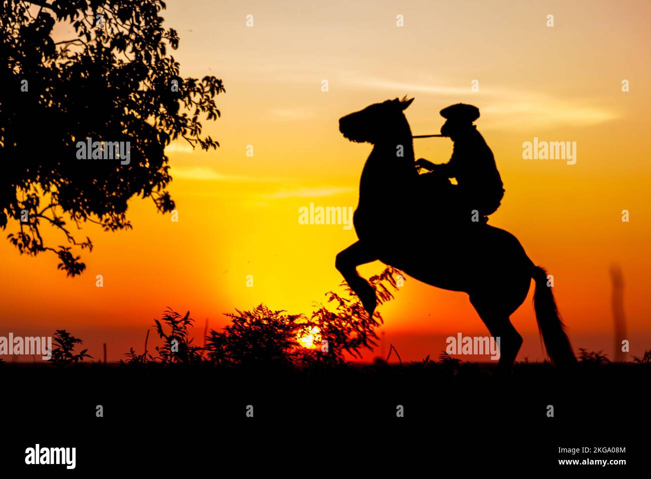 Silhouette de gaucho sur son cheval avec des jambes à l'avant à côté d'un Ombu à l'heure d'or à Corrientes, en Argentine. Banque D'Images