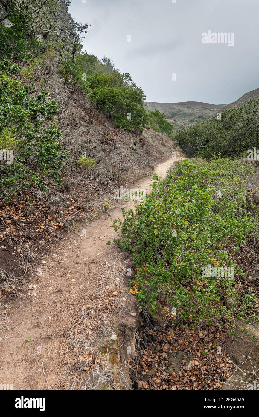 Un sentier de randonnée en terre que les randonneurs utilisent sur l'île de Santa Rosa pour accéder à l'intérieur et aux zones plus éloignées. Banque D'Images