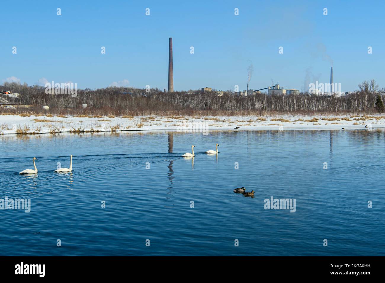 Cygne trompettiste (Cygnus buccinator), paire d'hivernage dans le ruisseau Junction, près du complexe de la raffinerie de nickel de Vale, Grand Sudbury, Ontario, Canada Banque D'Images