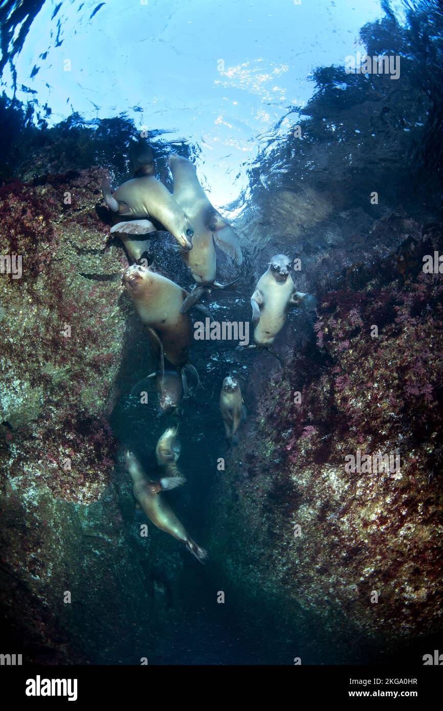 Un groupe de lions de mer jouent dans un crevassé de récif pendant que je me rapproche pour capturer leur comportement de façon photographique. Banque D'Images