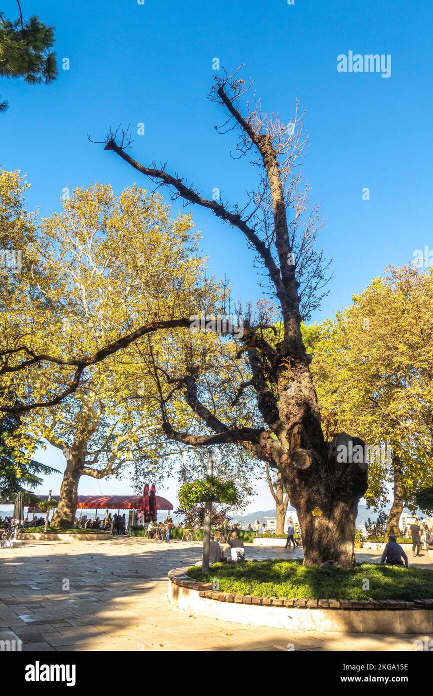 Le châtaigne de cheval européen, Aesculus hippocastanum, le châtaigne de cheval, protégé par le gouvernement de Bursa. Turquie Banque D'Images