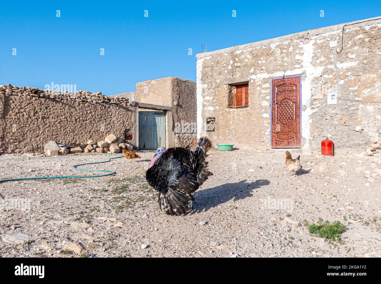 Cour dans la maison berbère du désert. Dinde, poulet, tuyau d'eau. Maroc Banque D'Images
