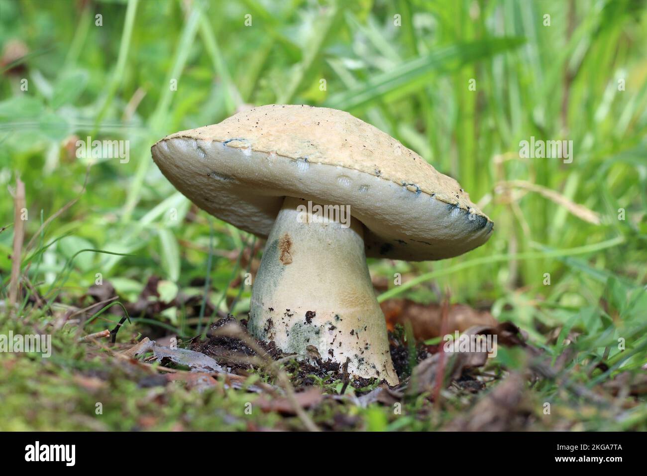 Grand champignon comestible mûr Gyroporus cyanescens pousse dans la — free download