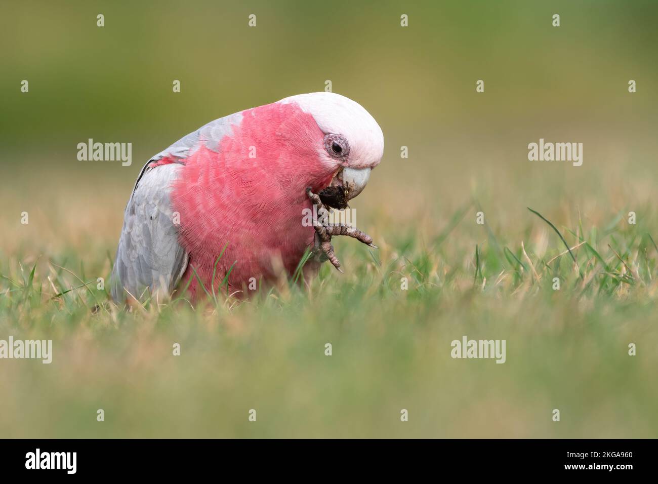 Galah (Eolophus roseicapilla), espèce australienne mignonne de cacatoès Banque D'Images