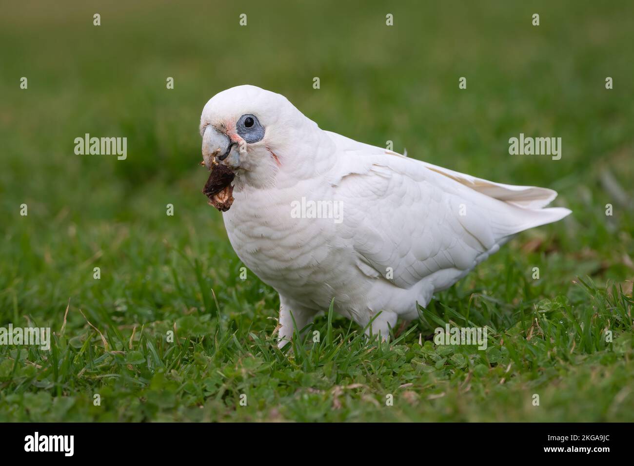 Alimentation de la petite corella (Cacatua sanguinea), Nouvelle-Galles du Sud, Australie Banque D'Images