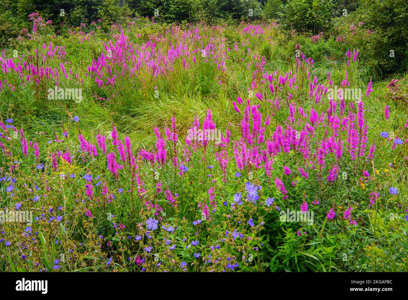 Fleurs sauvages indigènes et loosestrife pourpre envahissante à la fin de l'été, Green Bay, Île Manitoulin, Ontario, Canada Banque D'Images