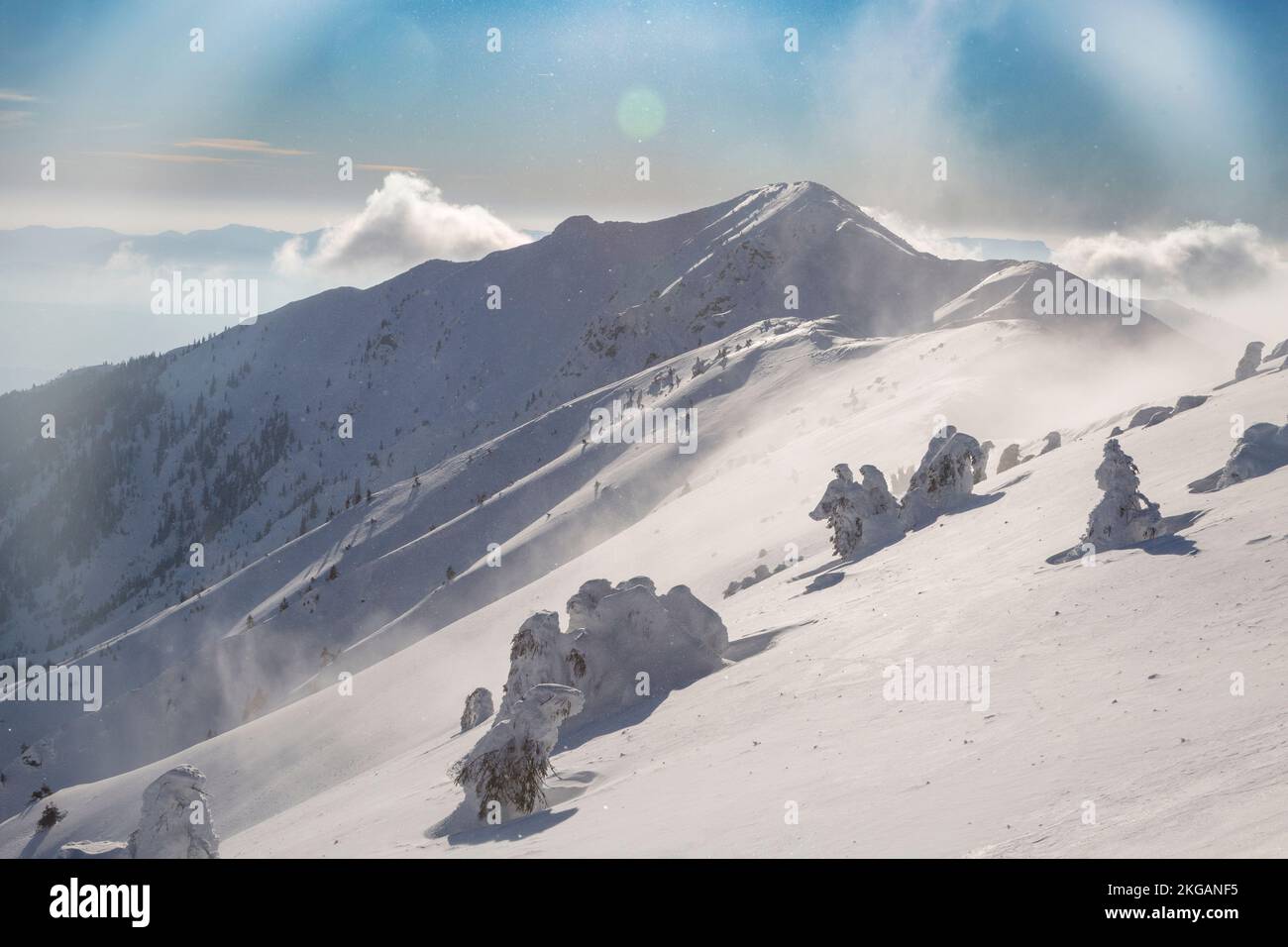 Chaîne de montagne enneigée avec des épinettes couvertes d'une neige fraîche sous le ciel venteux, terrain de l'arrière-pays de Marmaros Banque D'Images