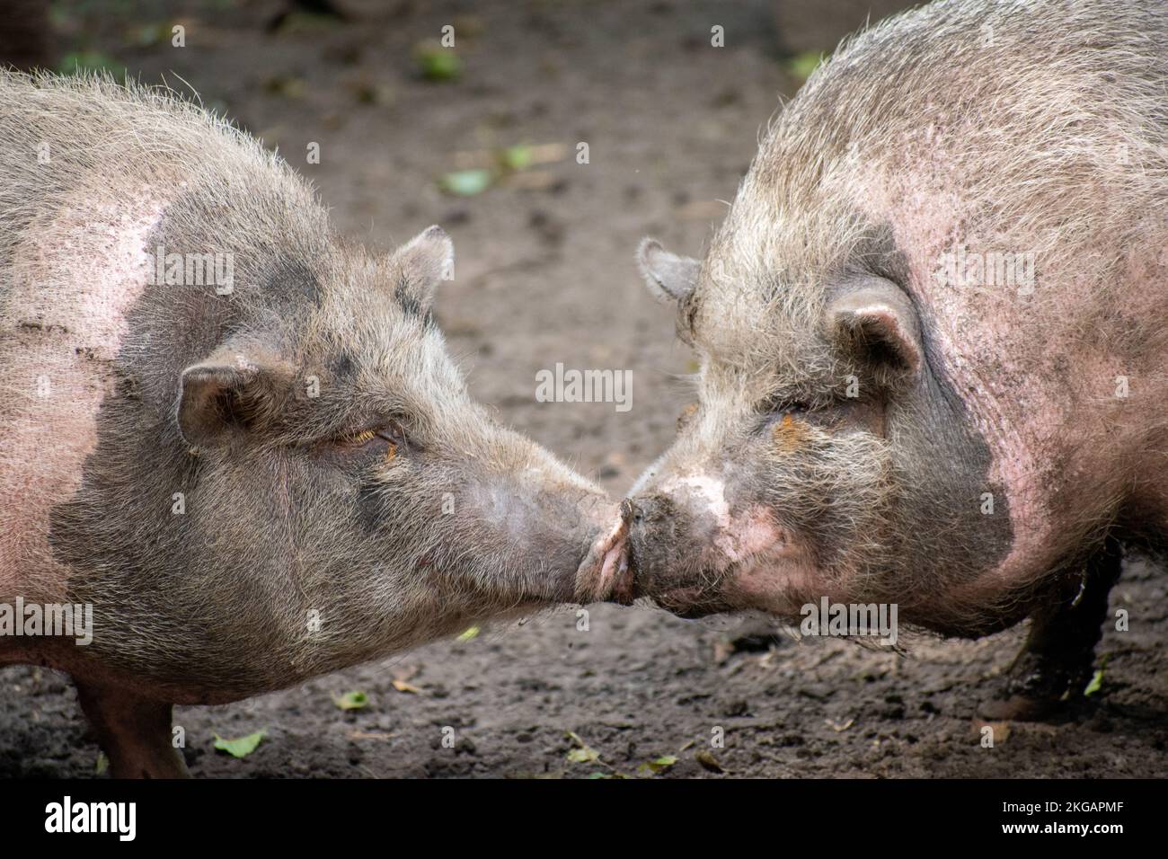 Un cochon vietnamien de pot-bellied adulte embrassant sur un sol boueux Banque D'Images