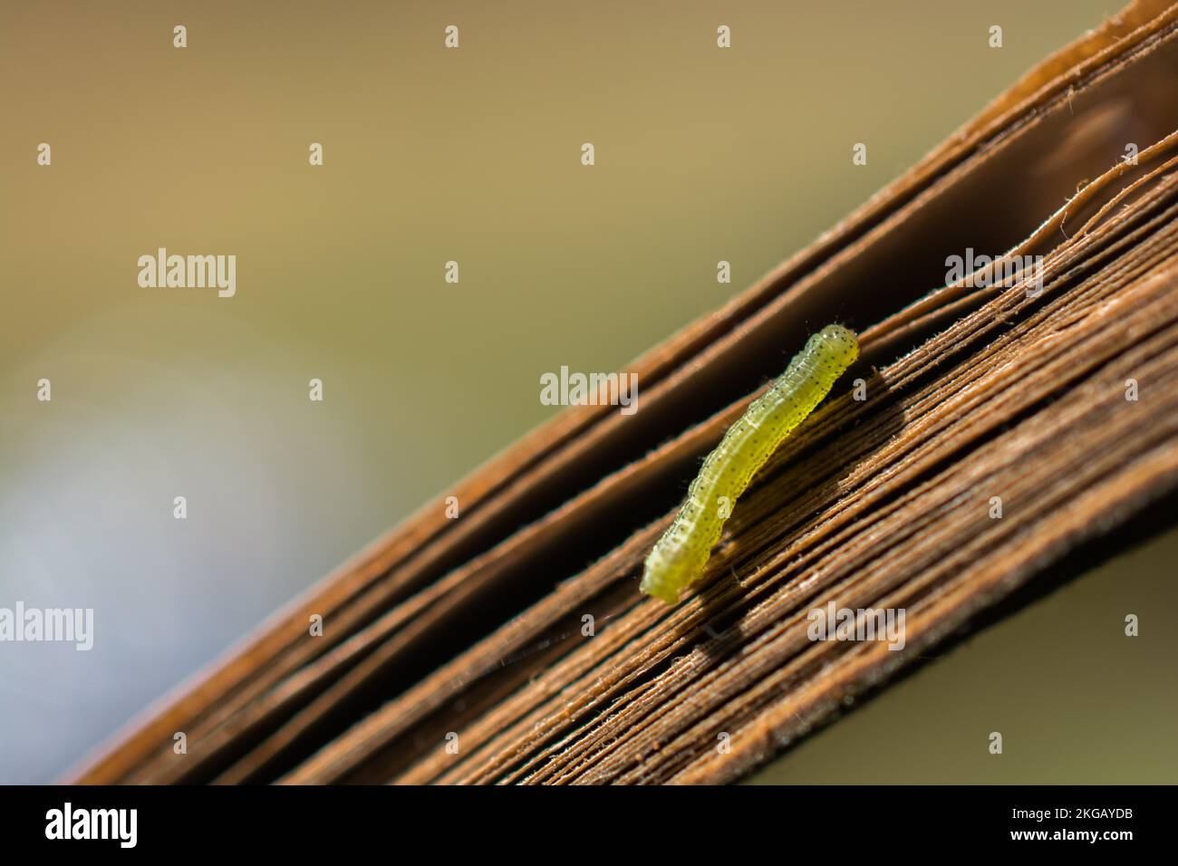 Petite chenille verte sur une branche de l'usine en bois Banque D'Images