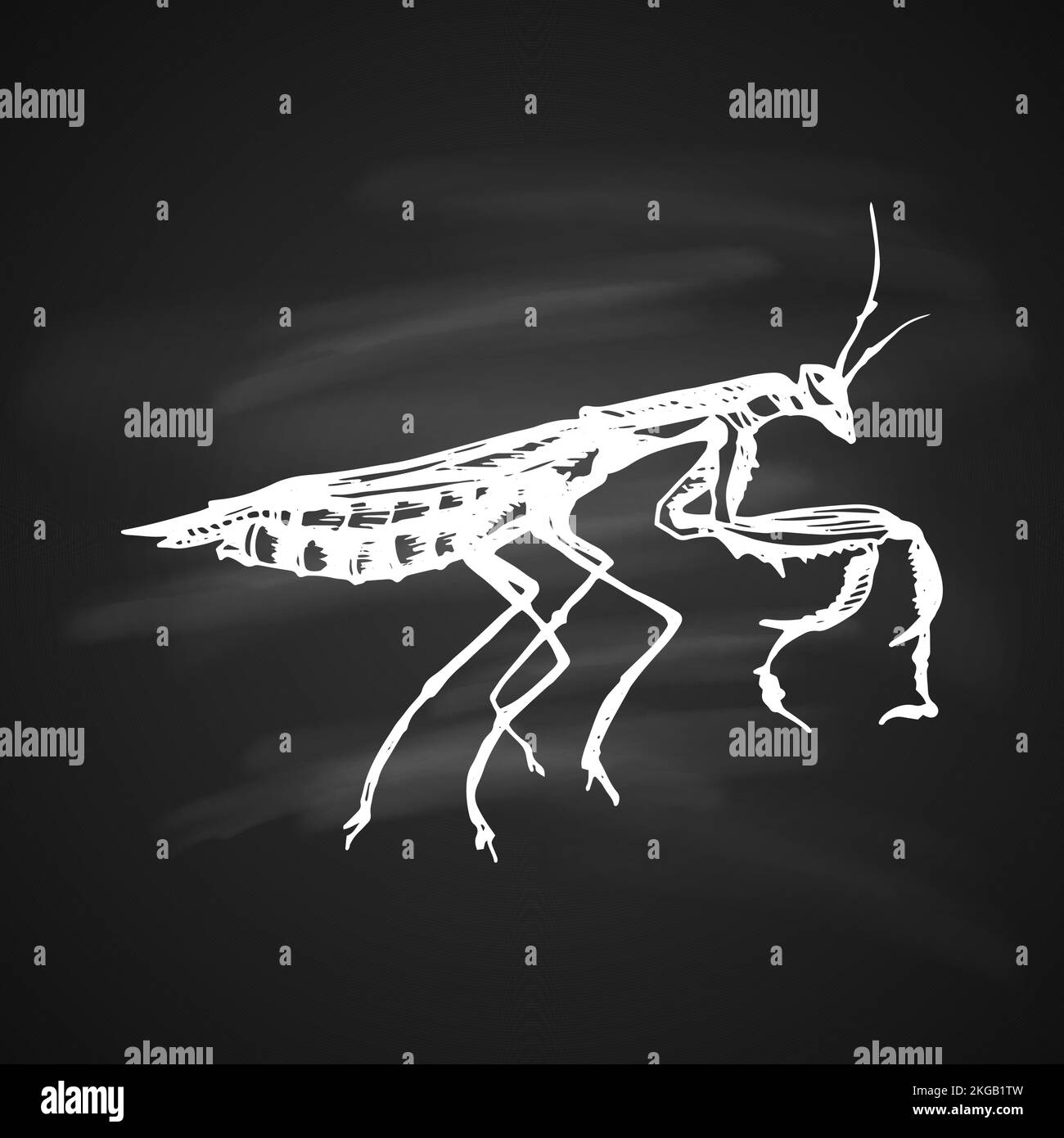 Icône de style blanc de Mantis. Mantis peint en blanc un stylo gel sur fond noir Illustration de Vecteur