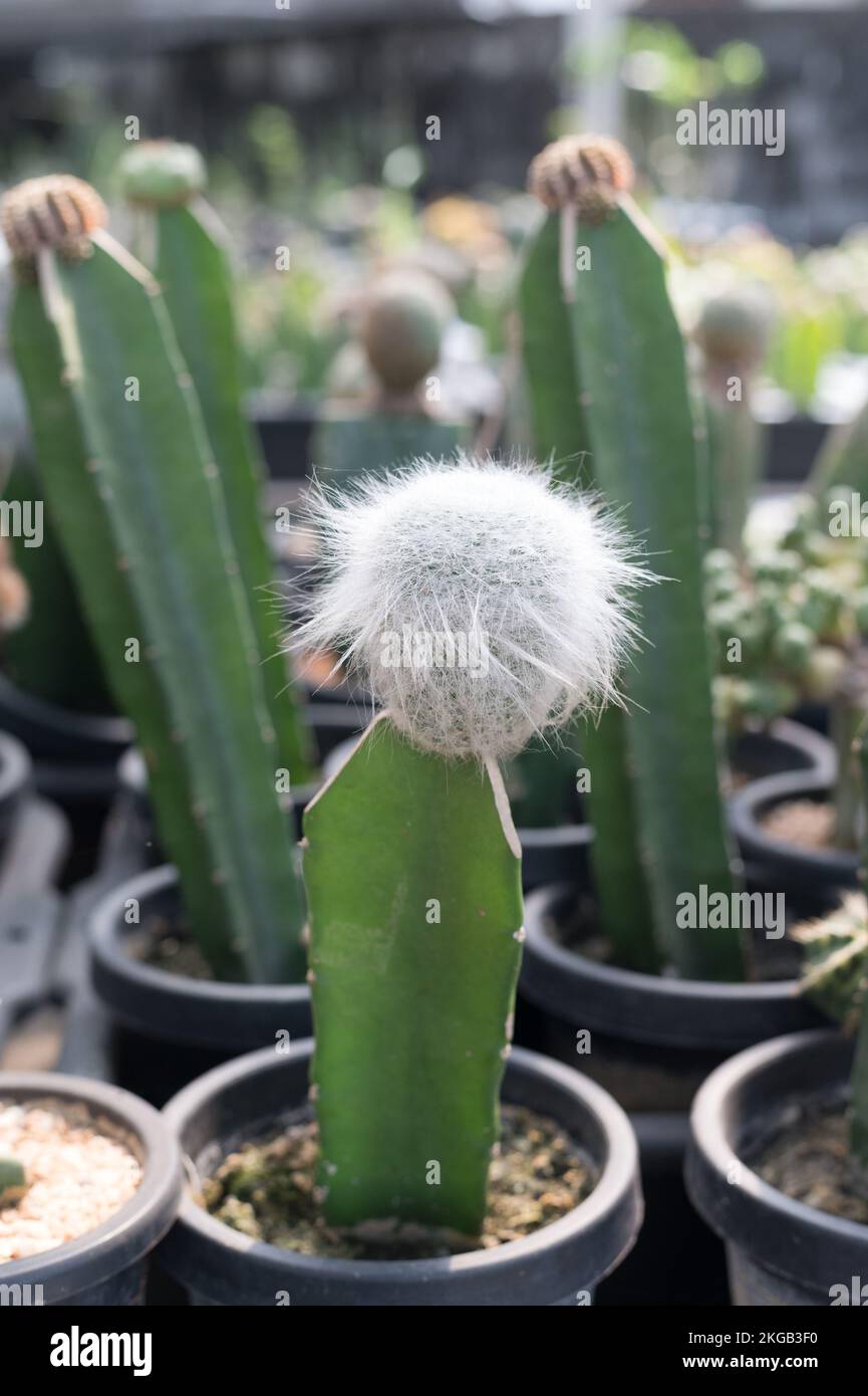 Beaucoup de plantes de cactus sur le pot à la ferme de cactus maison.culture de belles espèces de cactus comme un hobby et la vente. Banque D'Images