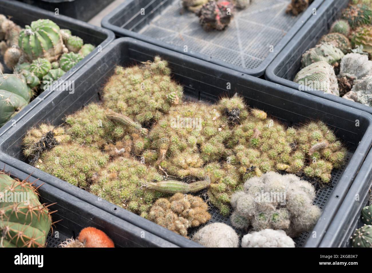 Beaucoup de plantes de cactus sur le pot à la ferme de cactus maison.culture de belles espèces de cactus comme un hobby et la vente. Banque D'Images