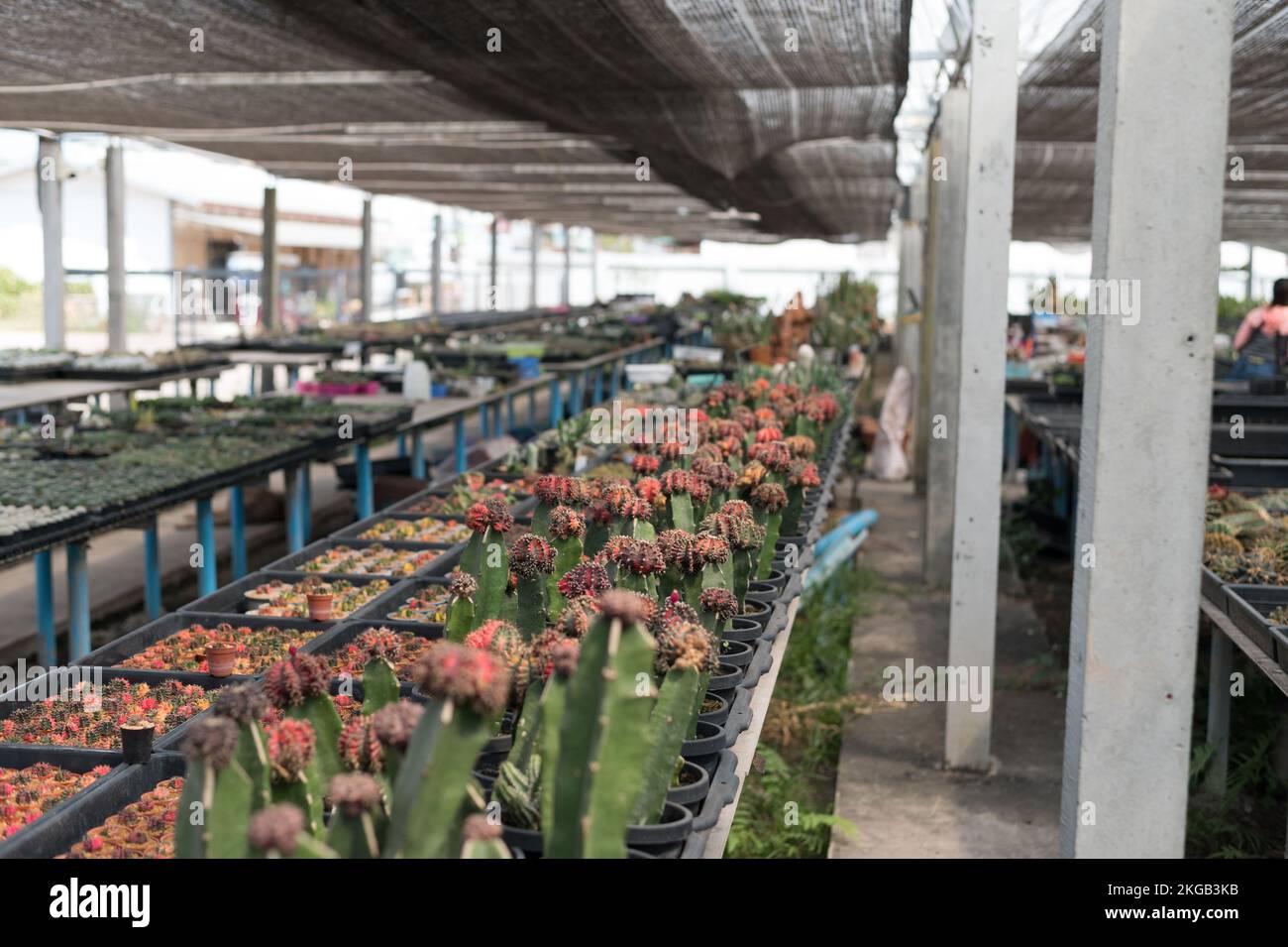 Beaucoup de plantes de cactus sur le pot à la ferme de cactus maison.culture de belles espèces de cactus comme un hobby et la vente. Banque D'Images