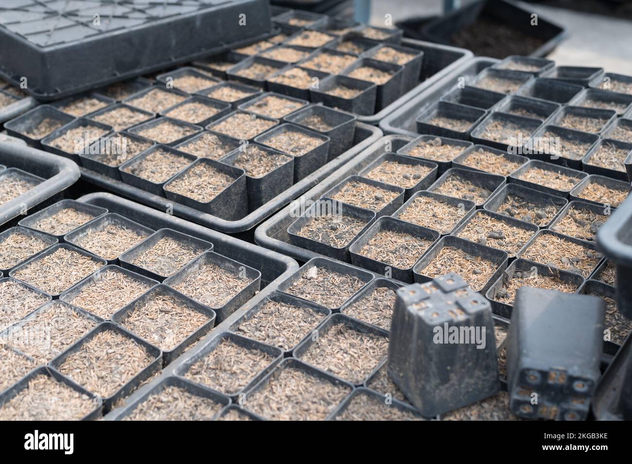 Beaucoup de plantes de cactus sur le pot à la ferme de cactus maison.culture de belles espèces de cactus comme un hobby et la vente. Banque D'Images