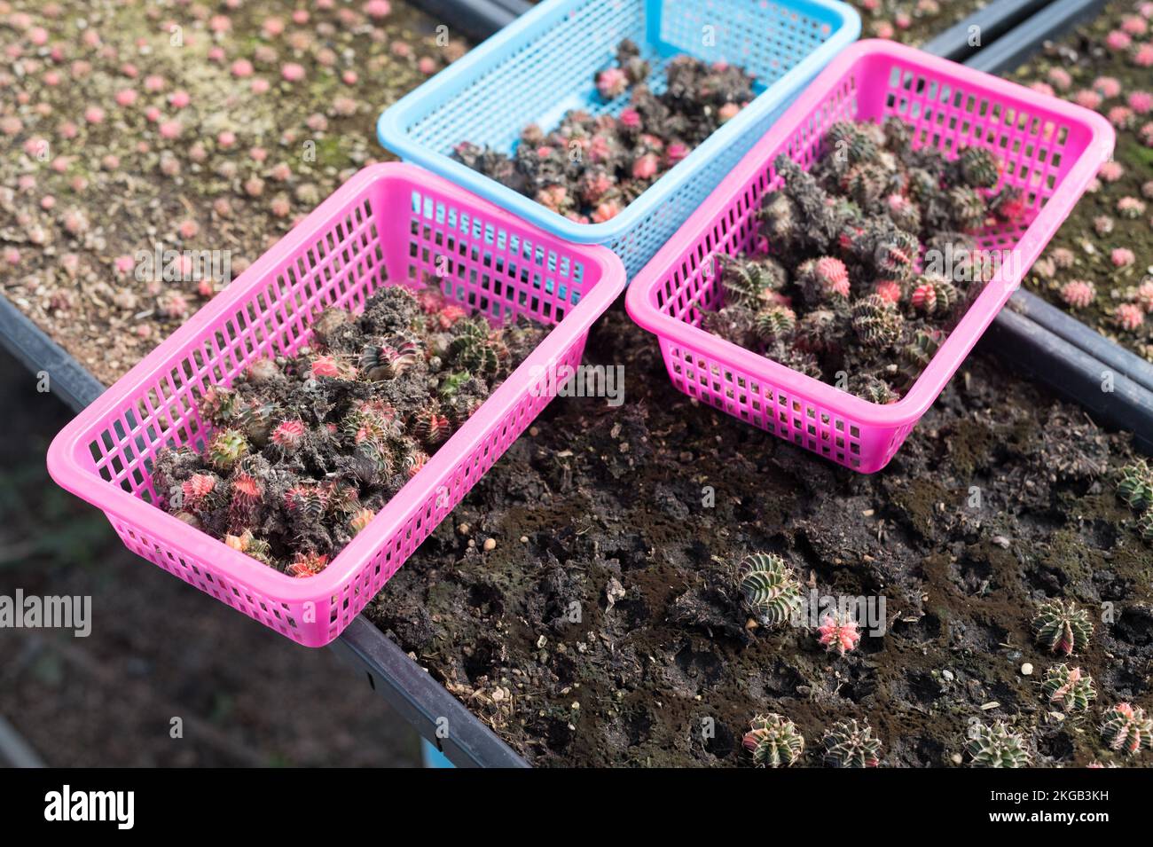 Beaucoup de plantes de cactus sur le pot à la ferme de cactus maison.culture de belles espèces de cactus comme un hobby et la vente. Banque D'Images